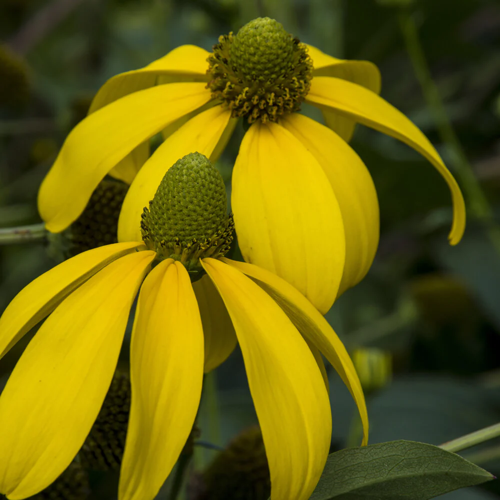 Rudbeckia Herbstsonne - Image 3