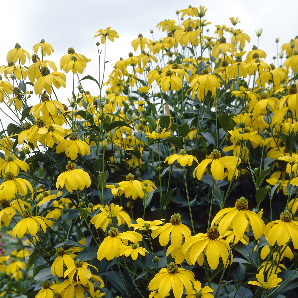 Rudbeckia Herbstsonne - Image 4
