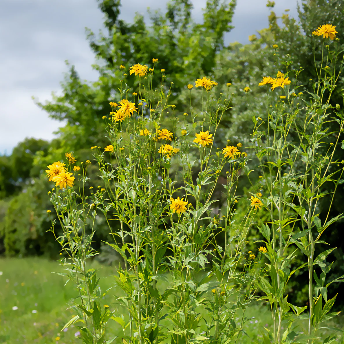 Rudbeckia laciniata Goldquelle
