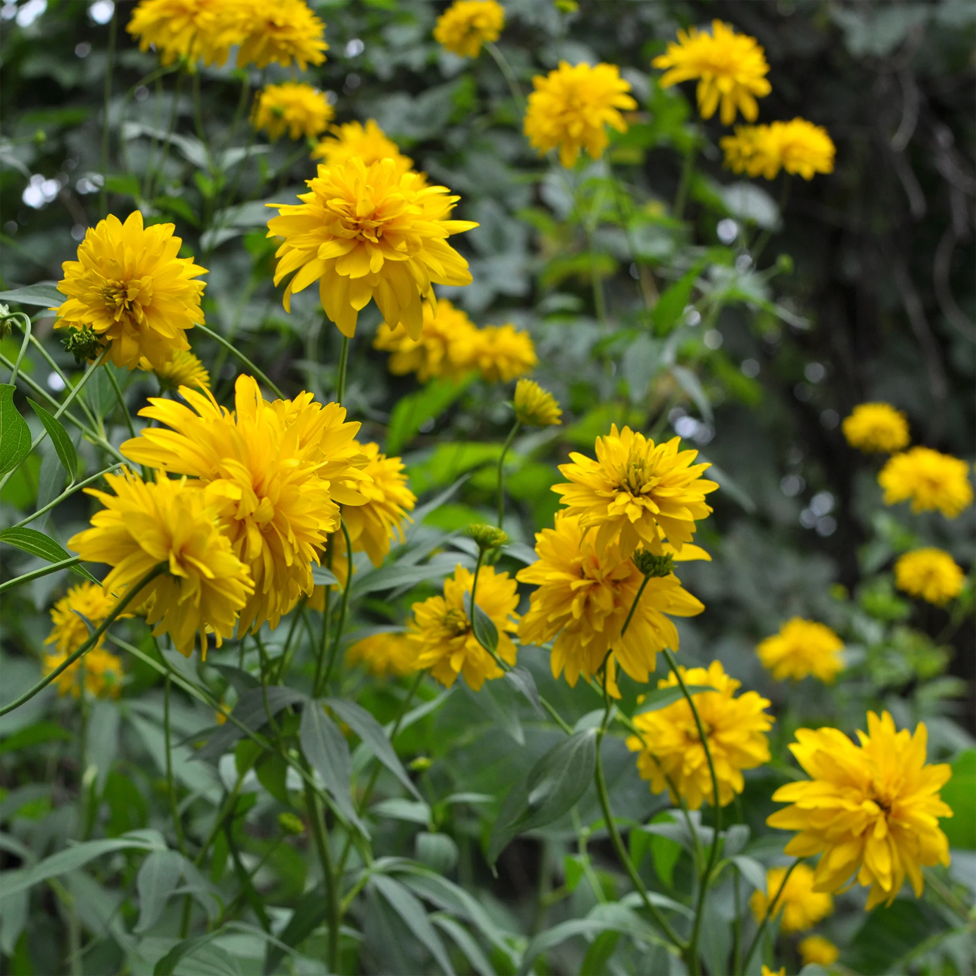 Rudbeckia laciniata Goldquelle - Image 2