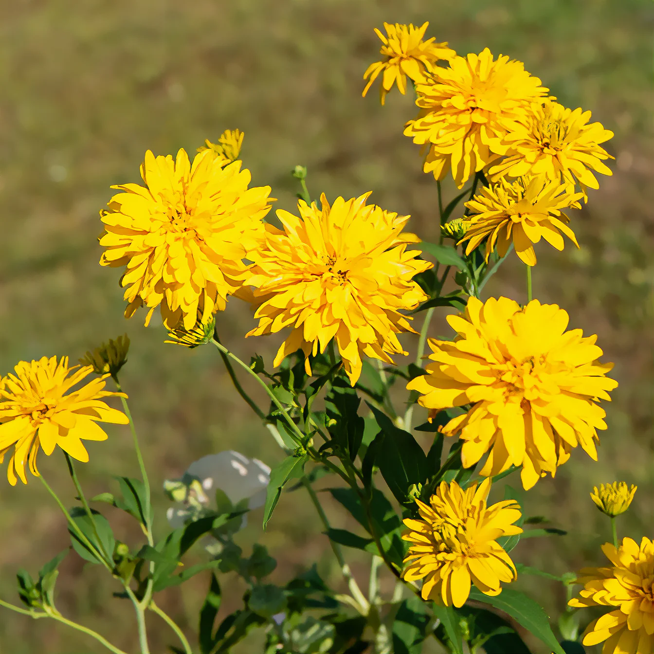 Rudbeckia laciniata Goldquelle - Image 3