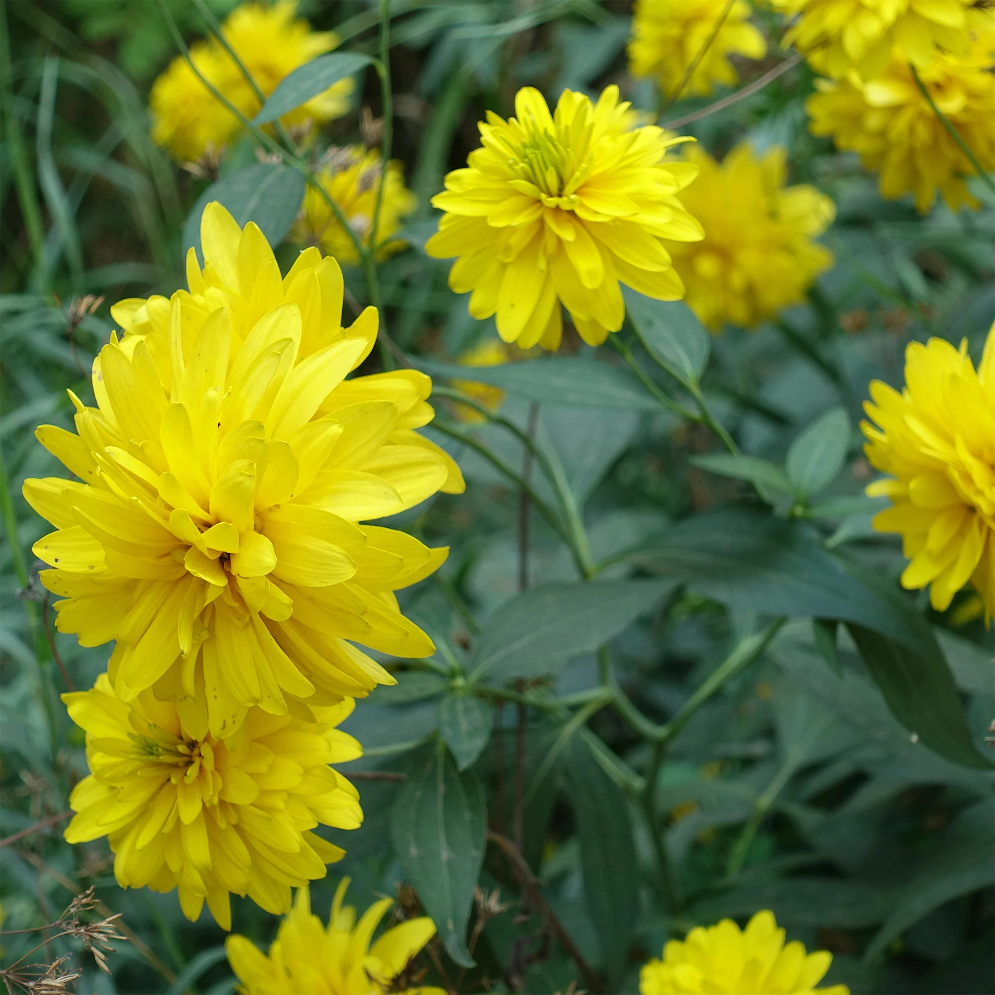 Rudbeckia laciniata Goldquelle - Image 4