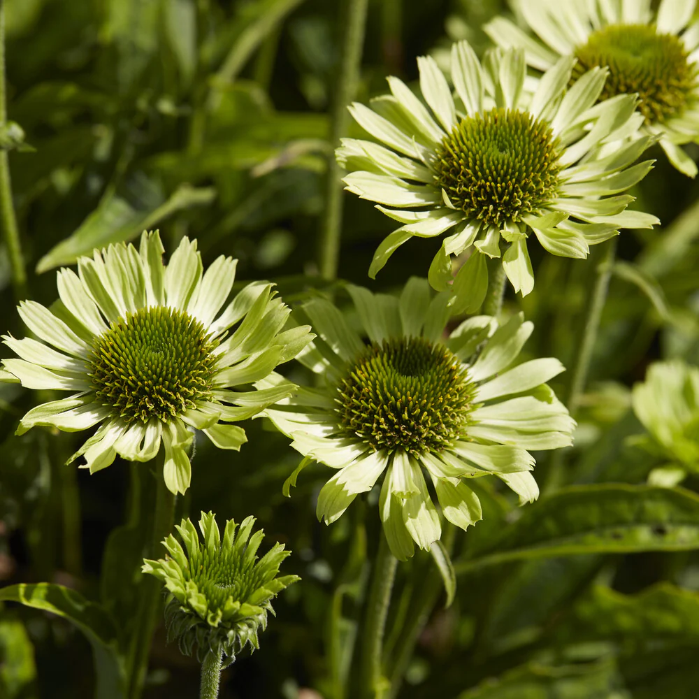 Rudbeckia Little Goldstar - Image 2