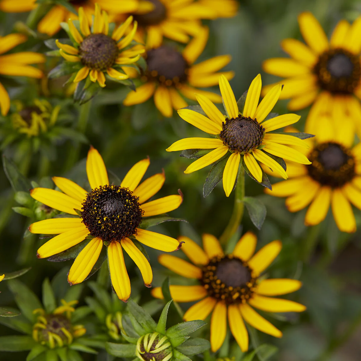 Rudbeckia Little Goldstar - Image 3