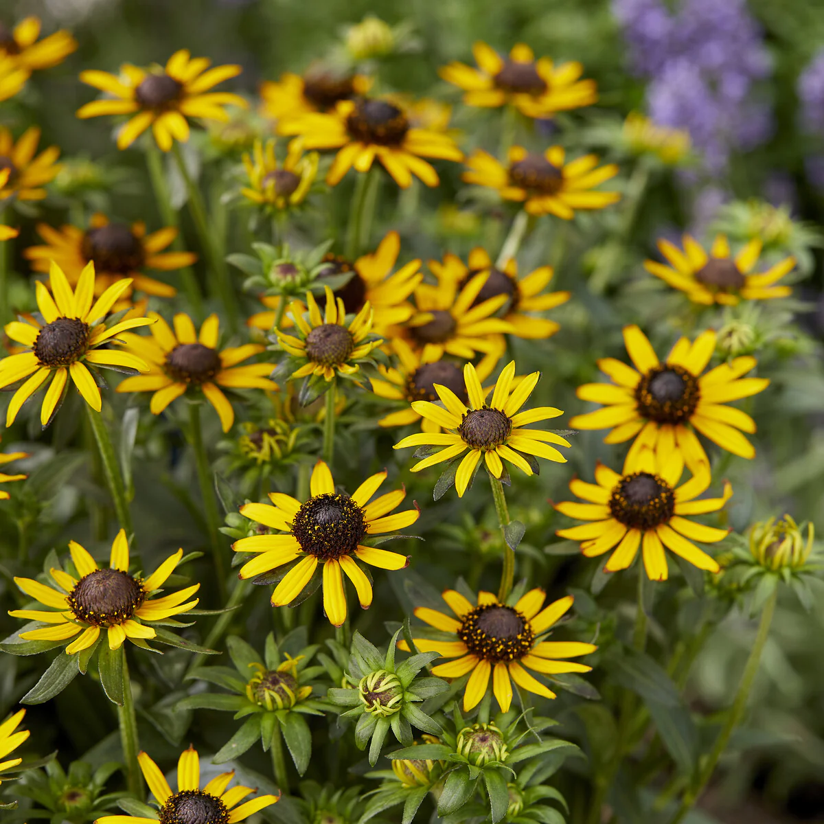 Rudbeckia Little Goldstar - Image 4