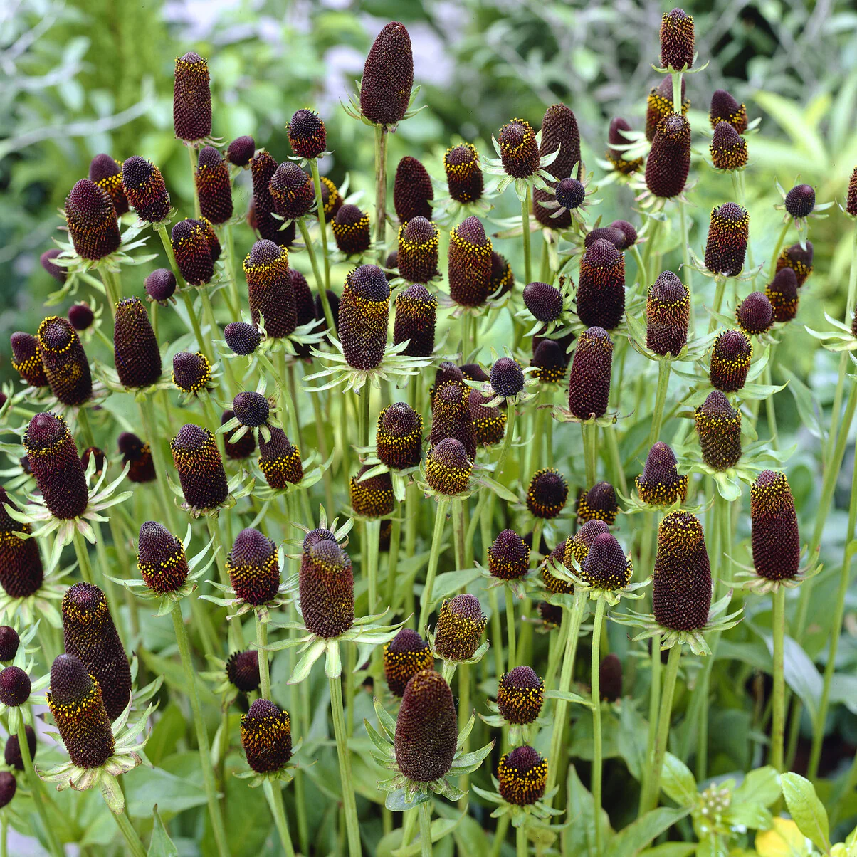 Rudbeckia occidentale Green Wizard