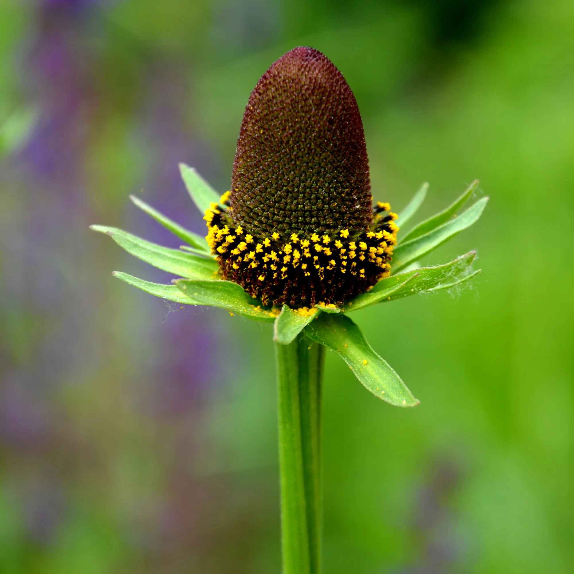 Rudbeckia occidentale Green Wizard - Image 2