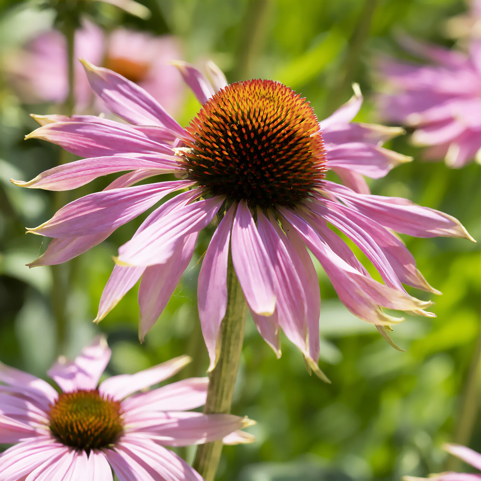 Rudbeckia pourpre - Echinacea