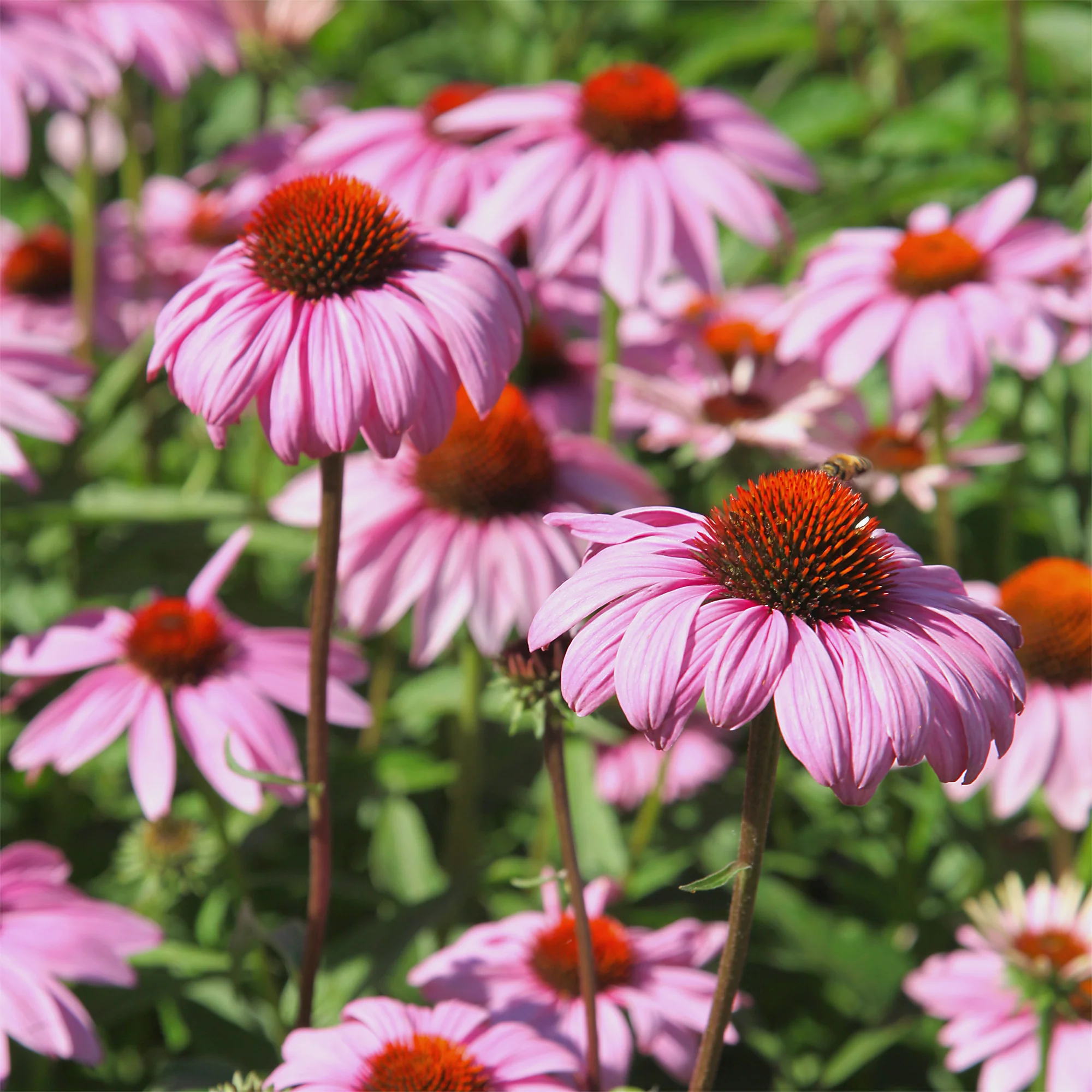 Rudbeckia pourpre - Echinacea - Image 2