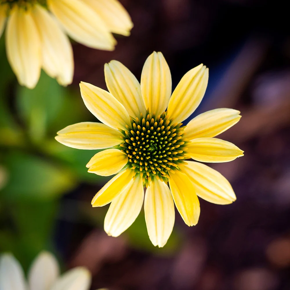 Echinacée pourpre Mellow Yellows