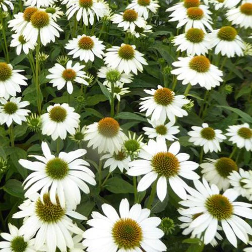Echinacée pourpre Pow Wow White
