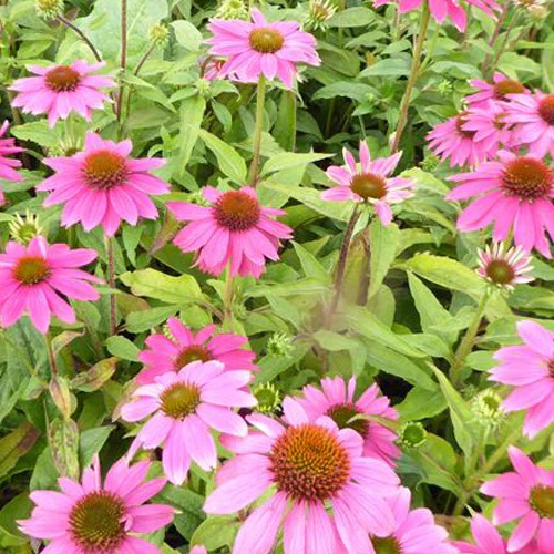Echinacée Powwow Wild Berry
