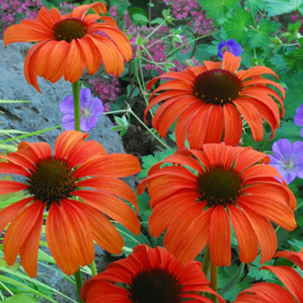 Echinacée  Tangerine Dream ®