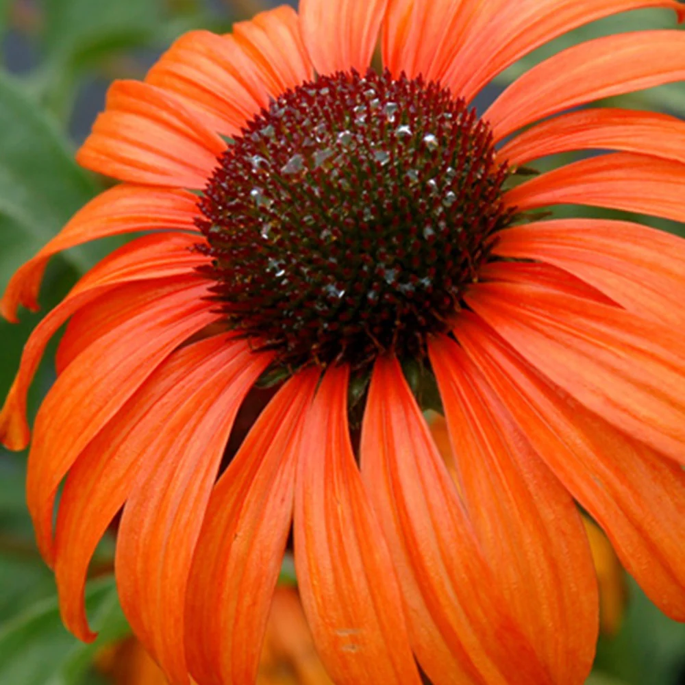 Echinacée  Tangerine Dream ® - Image 2