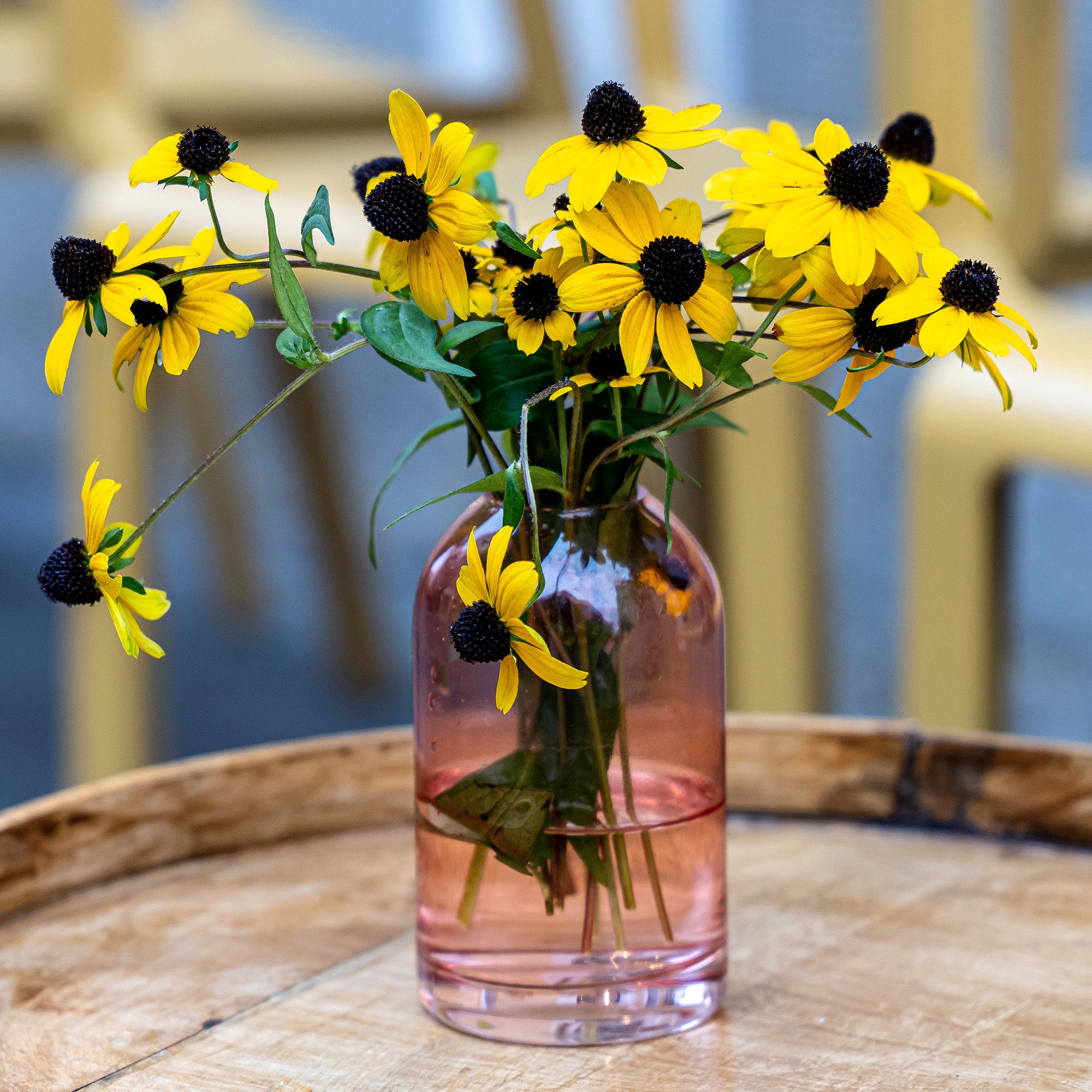 Rudbeckia trilobée - Image 2