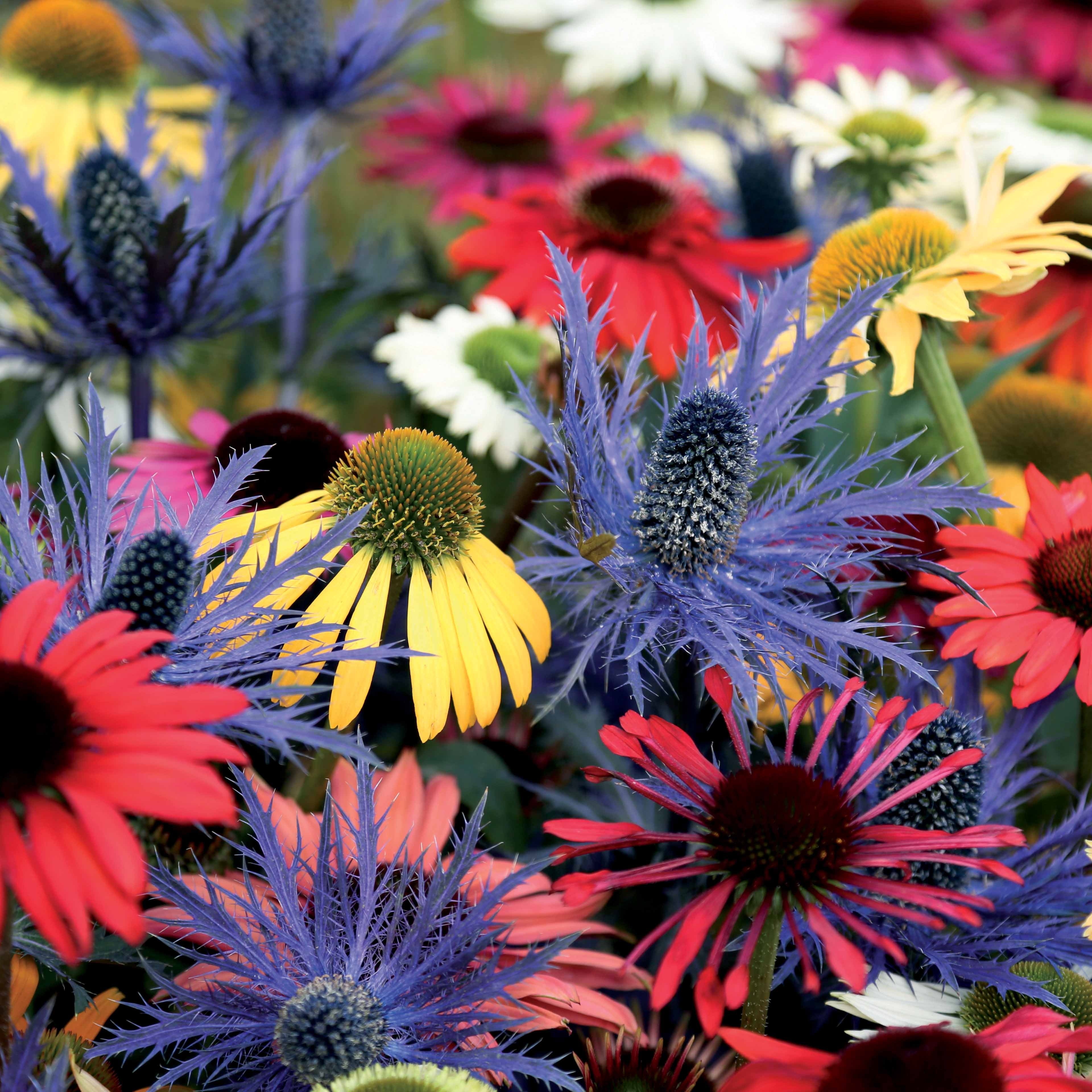 3 Rudbeckias et Chardon bleu en mélange - Image 2