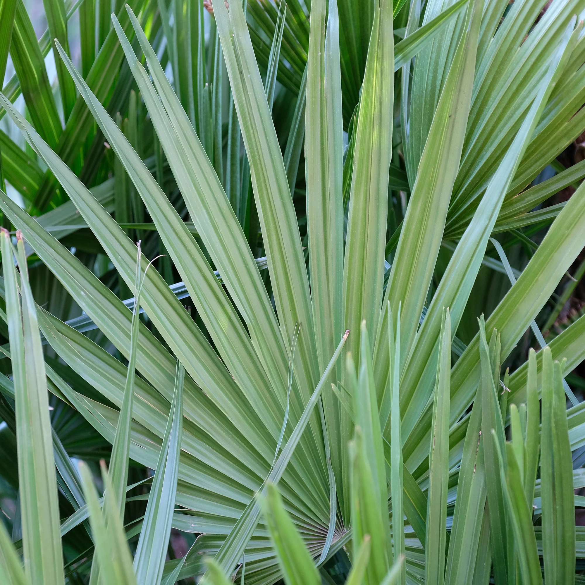 Sabal nain - Palmer nain à feuilles éventail - Image 2