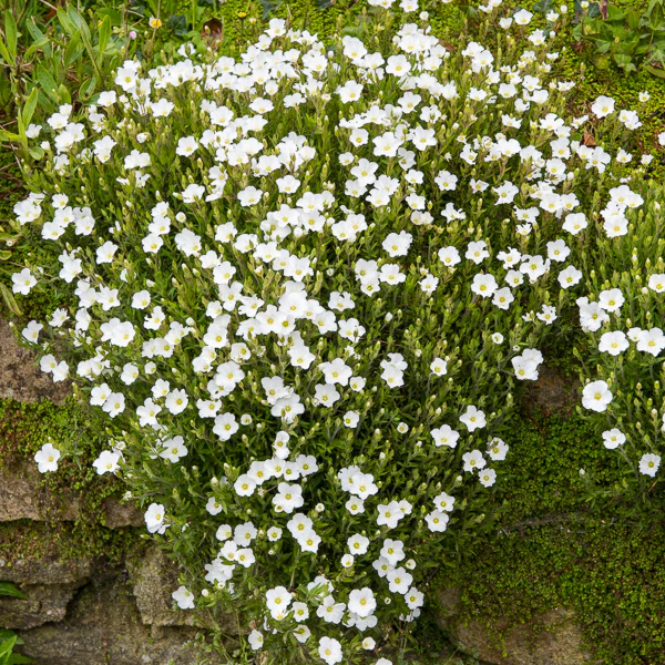 Sabline Mont Blanc - Image 2