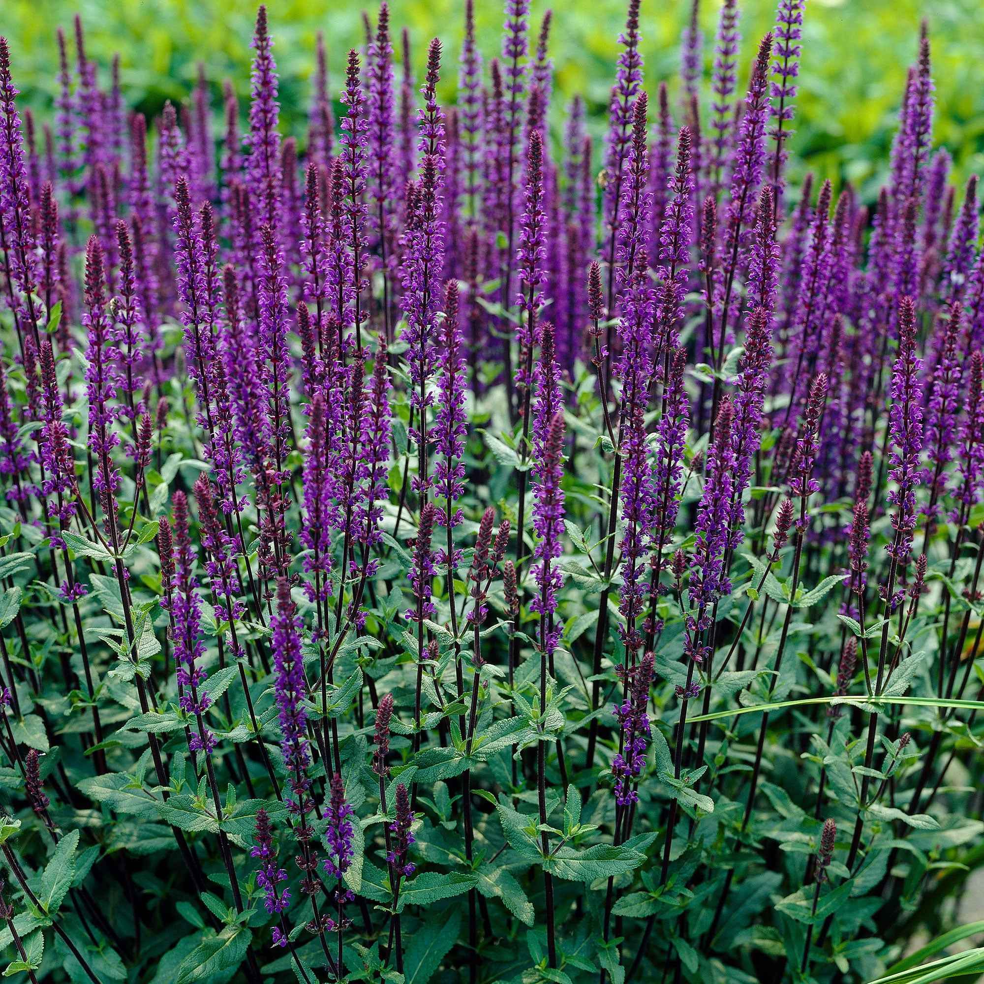 Salvia Bleu 'Caradonna'