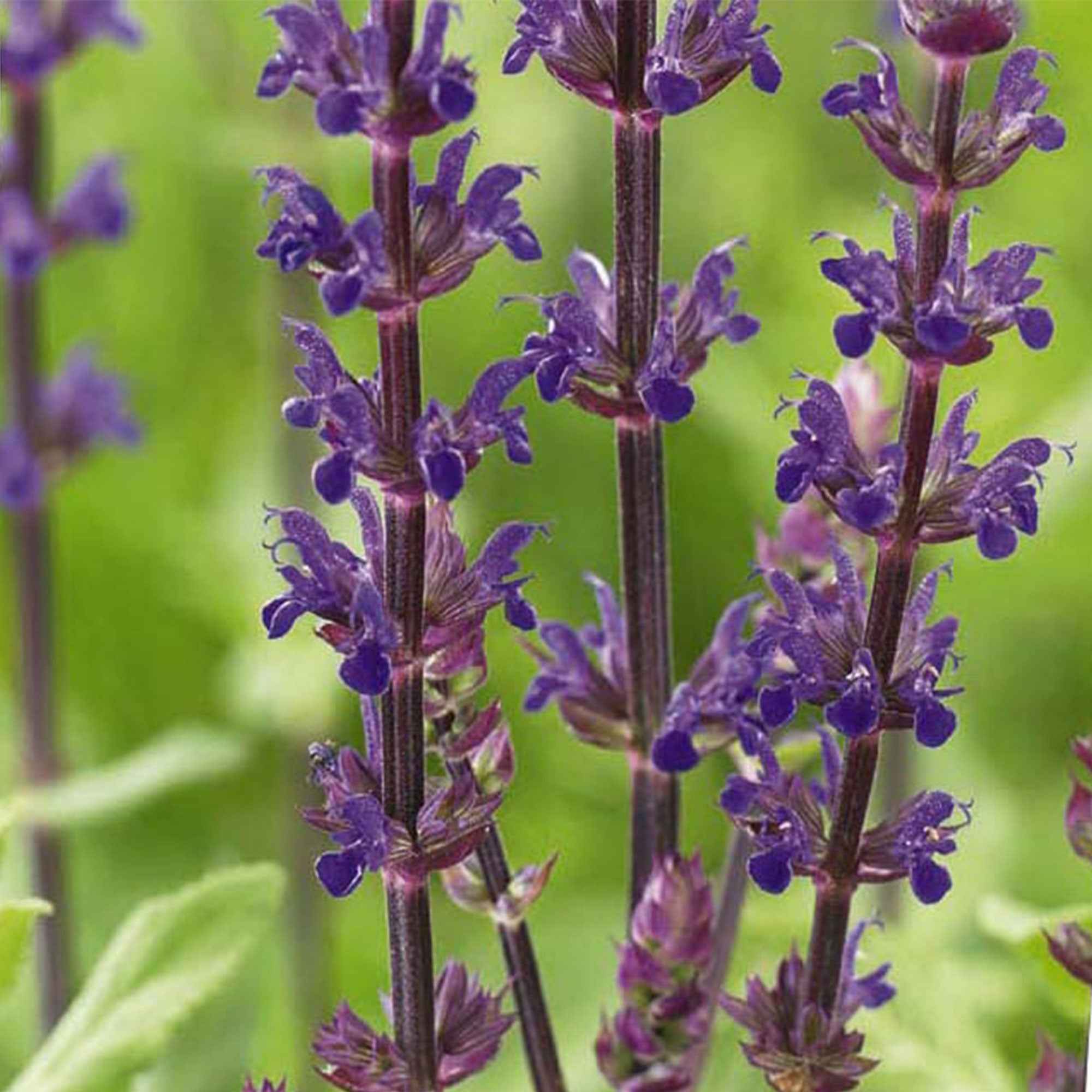 Salvia Bleu 'Caradonna' - Image 2