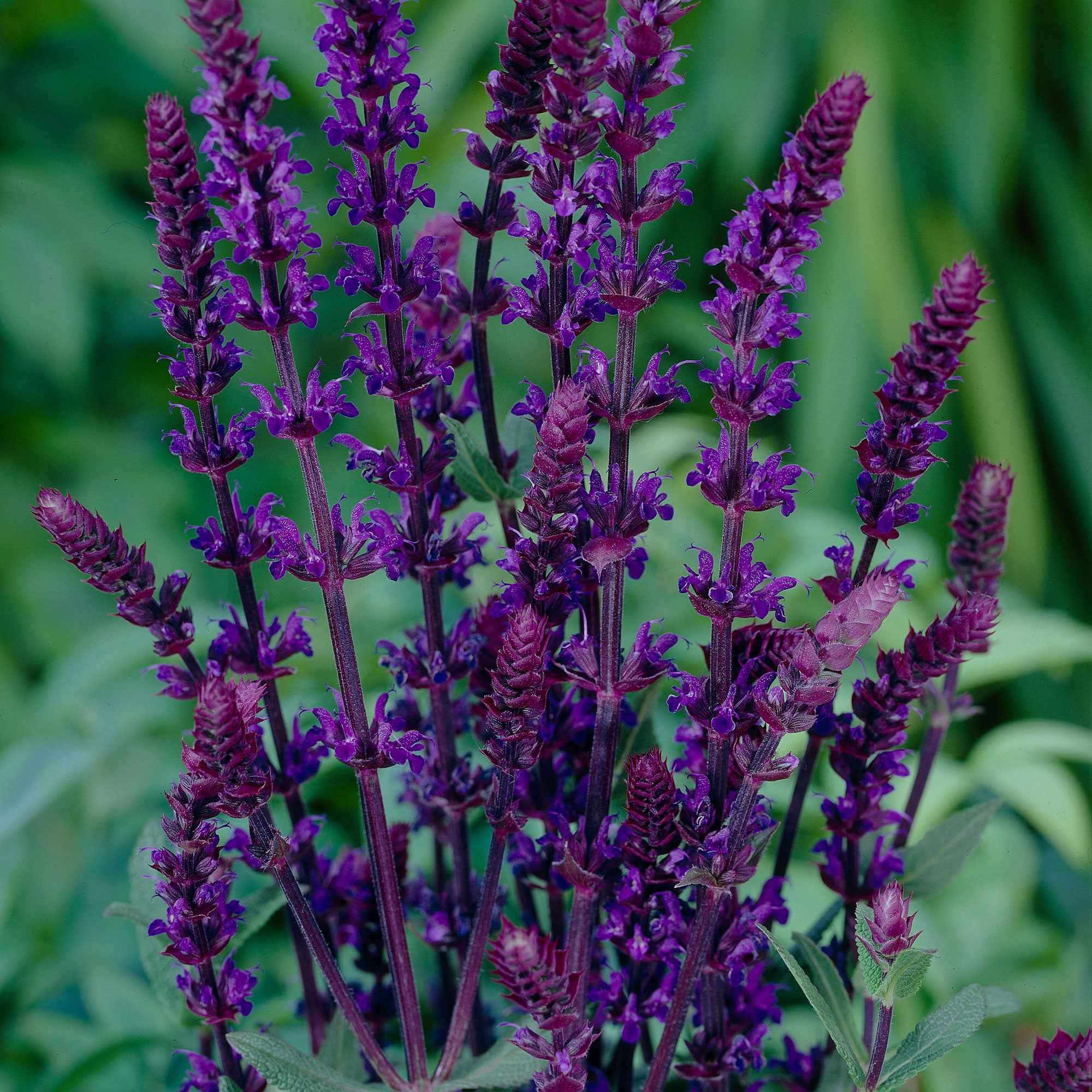 Salvia Bleu 'Caradonna' - Image 3