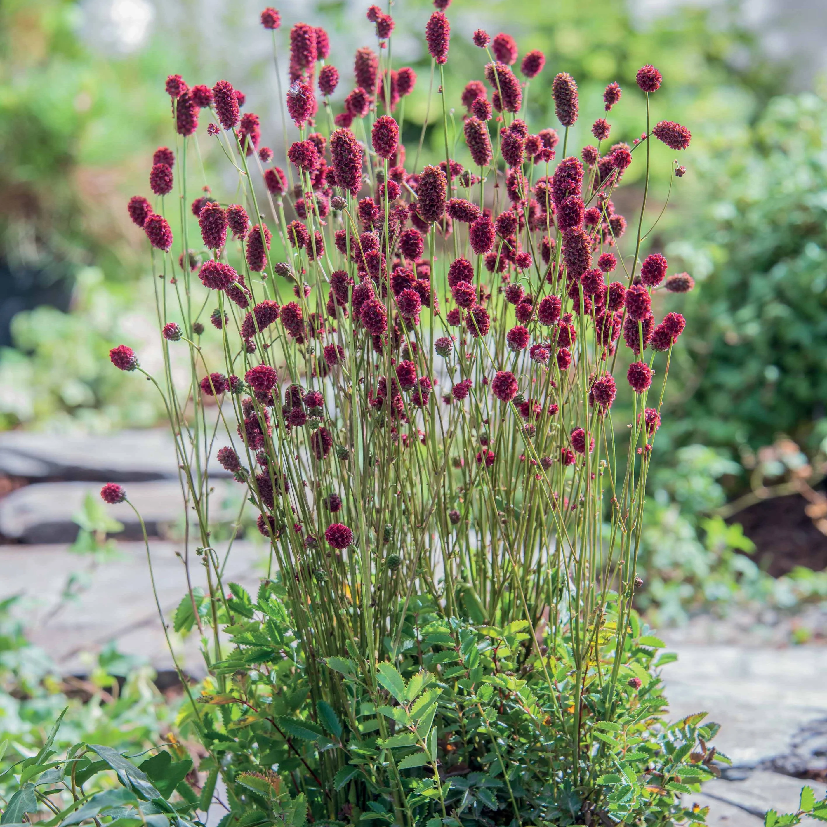 Sanguisorba Proud Mary