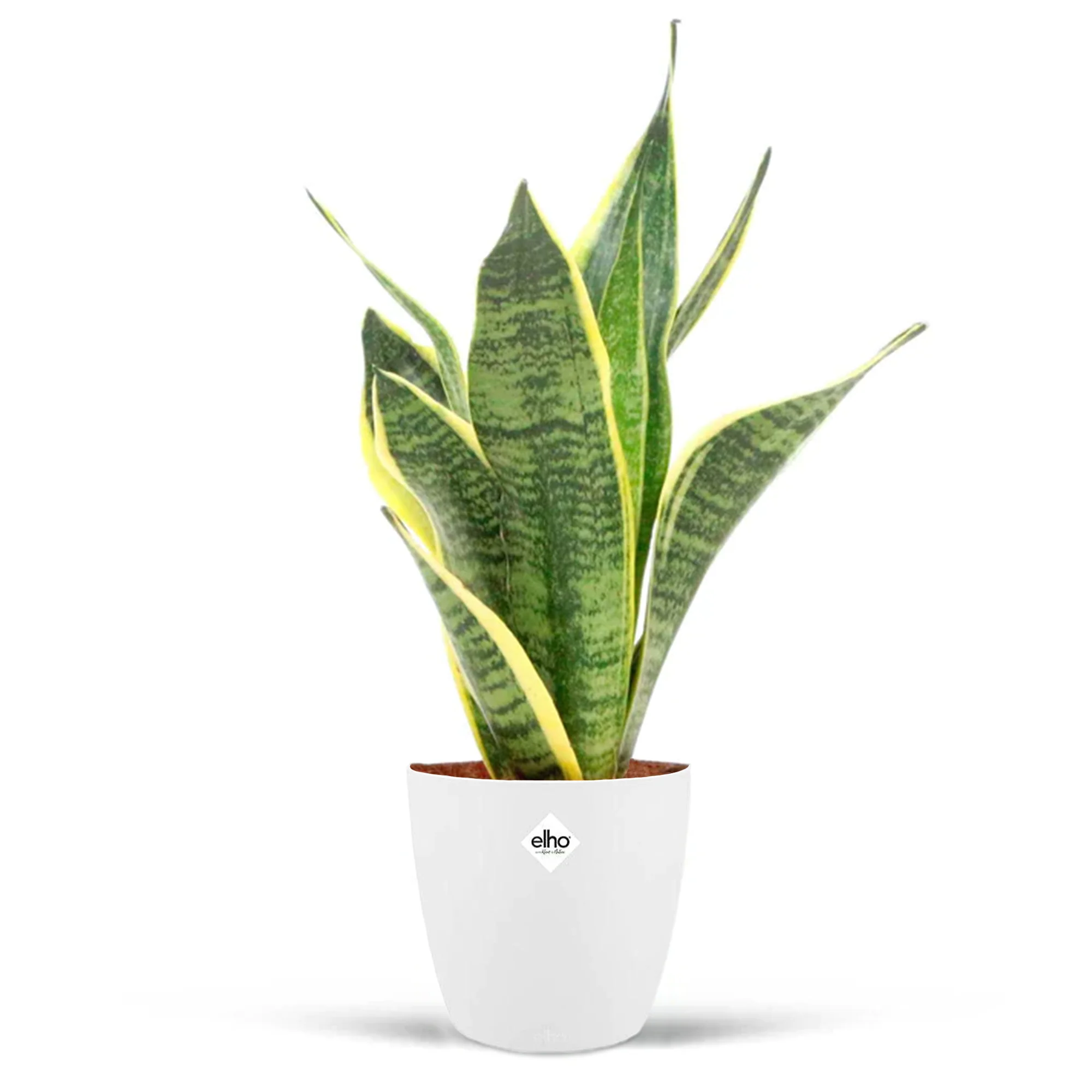 Sansevière Futura superba + cache pot blanc 14 cm. - Image 2