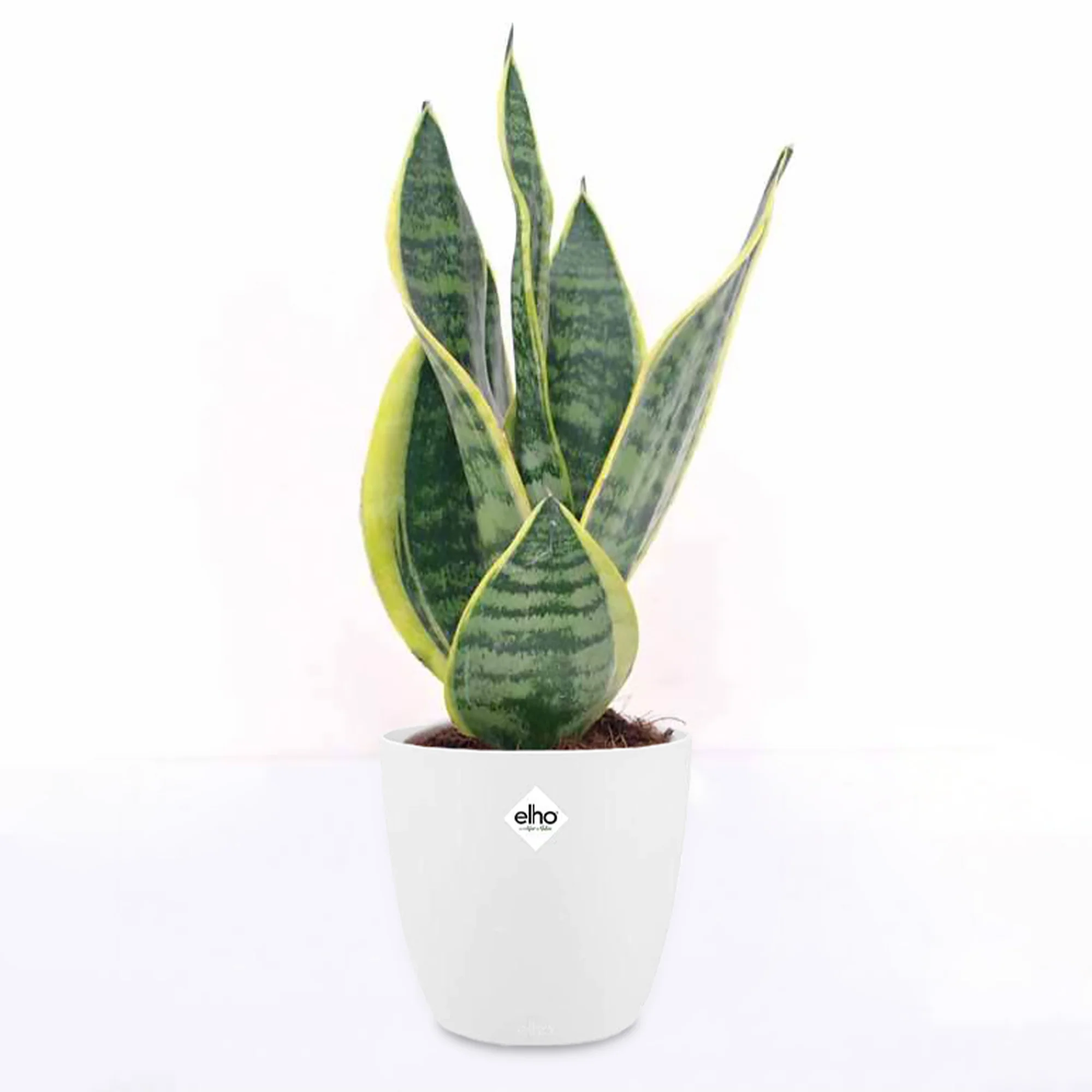 Sansevière Futura superba + cache pot blanc 14 cm. - Image 3