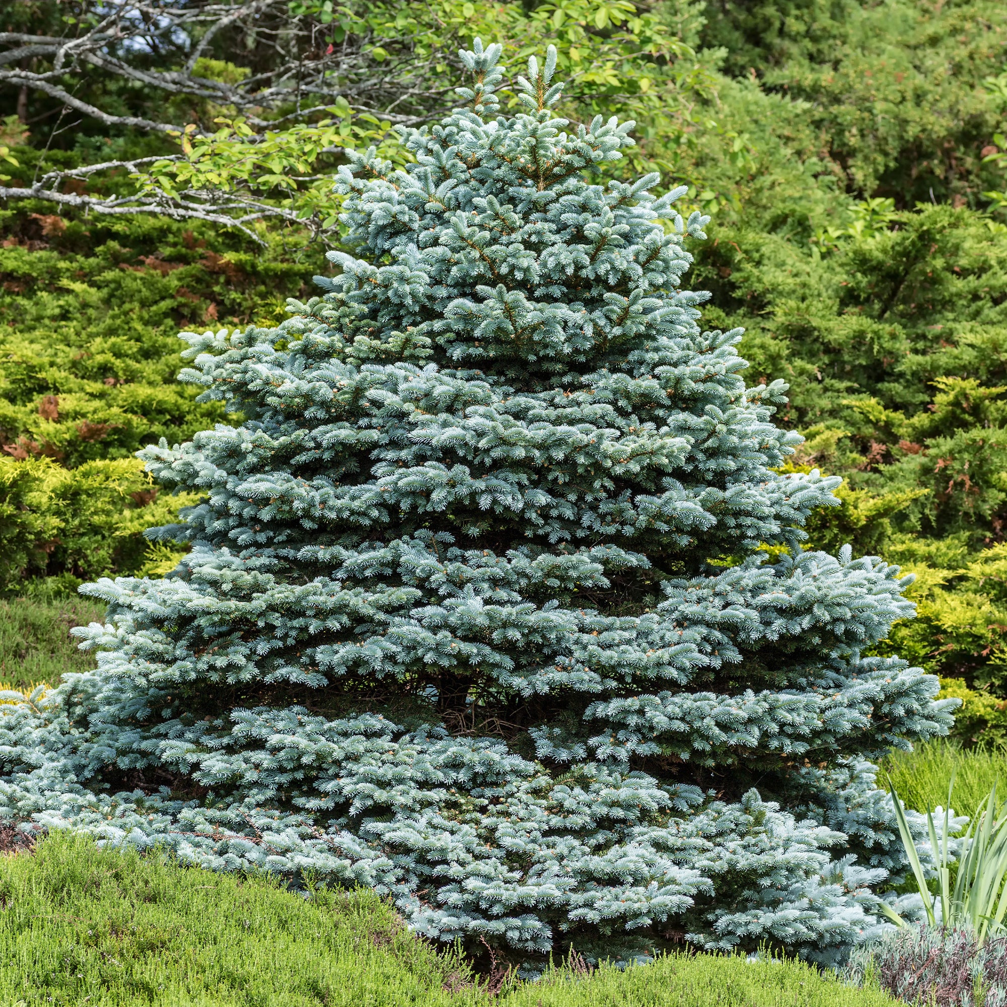 Sapin bleu Sélection Bakker - Image 3