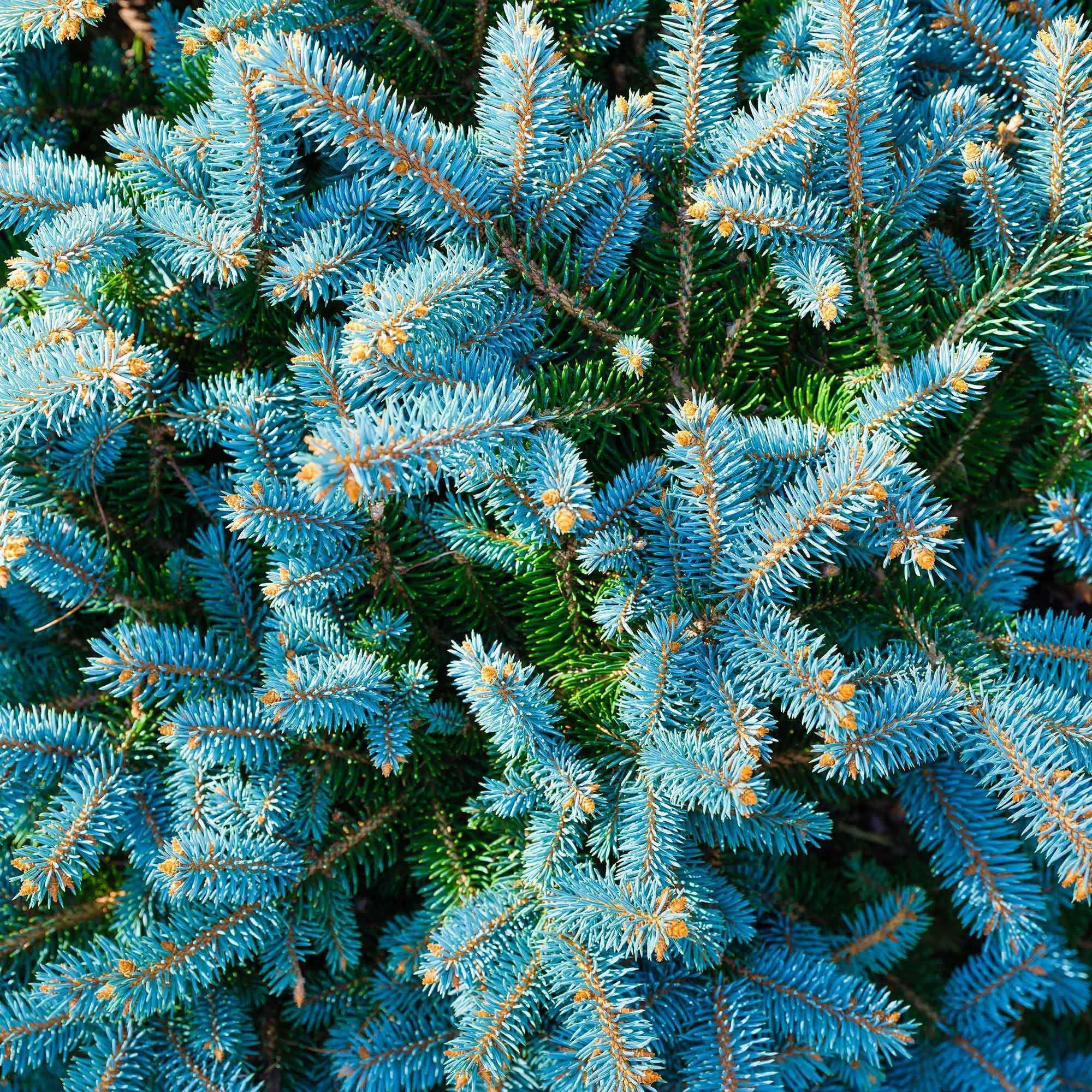 Sapin bleu Sélection Bakker - Image 5