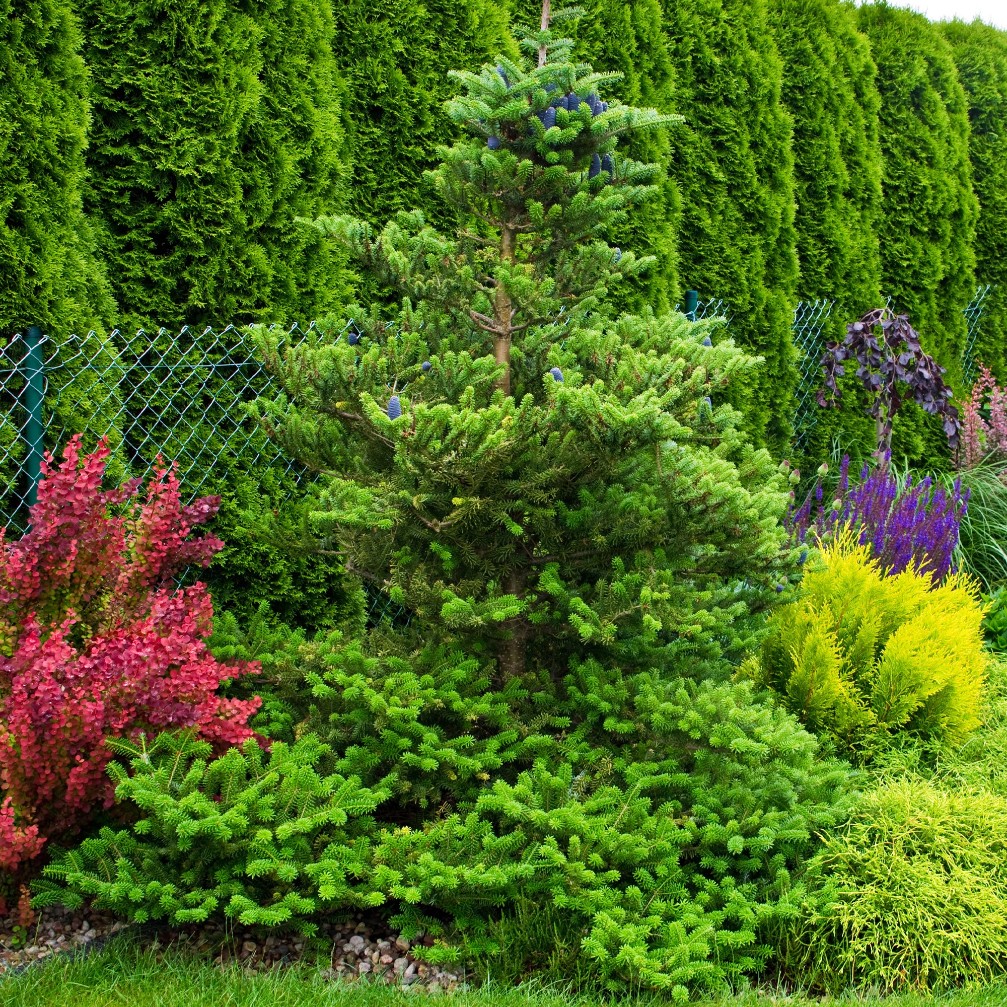 Sapin de Corée - Image 2