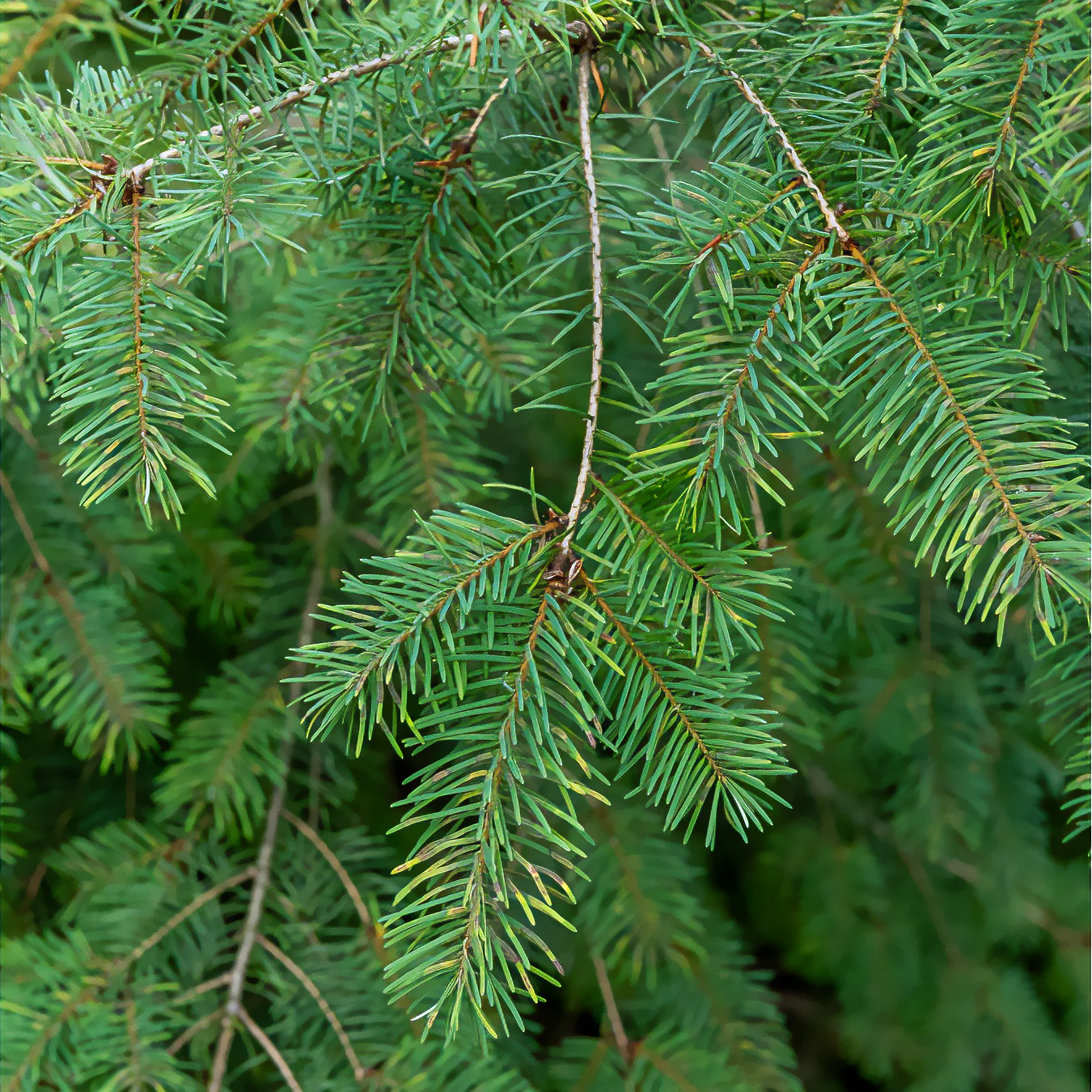 Sapin de Douglas - Image 2