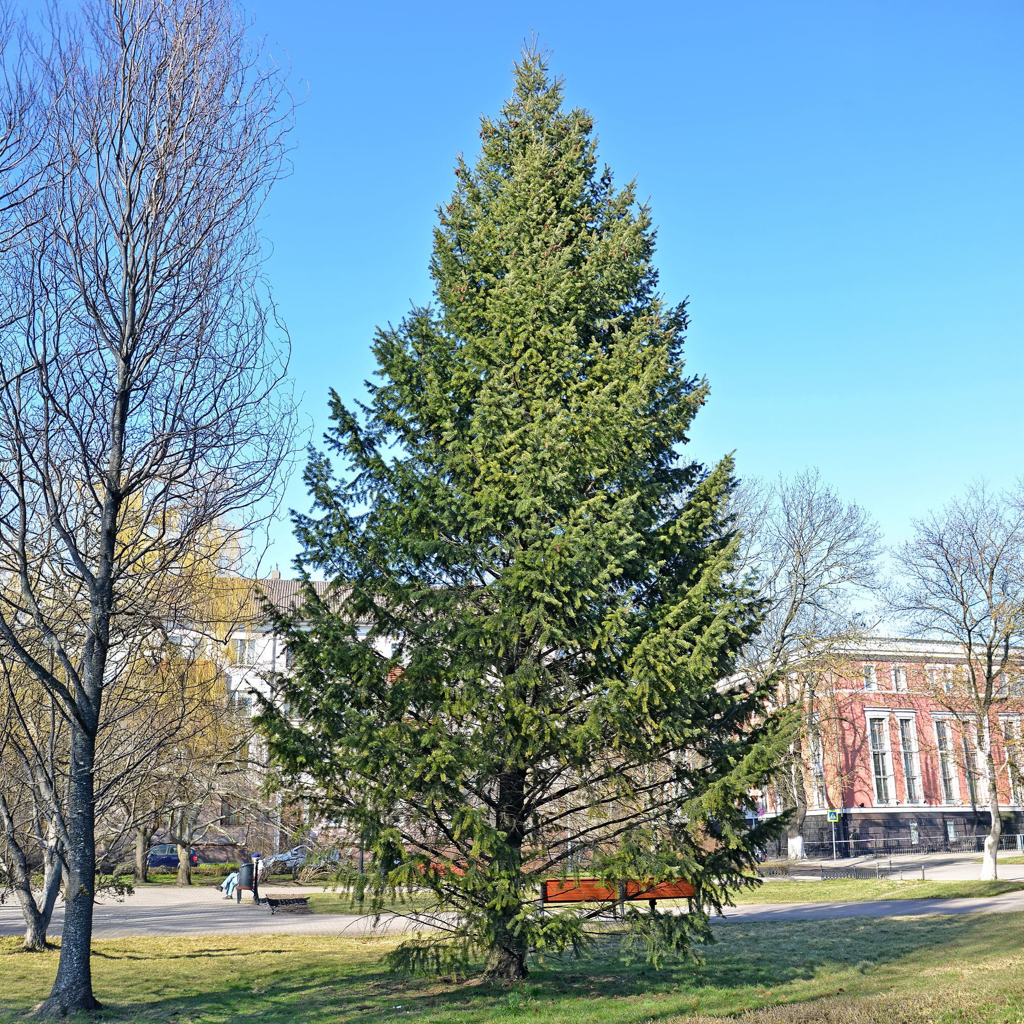Sapin de Douglas - Image 4