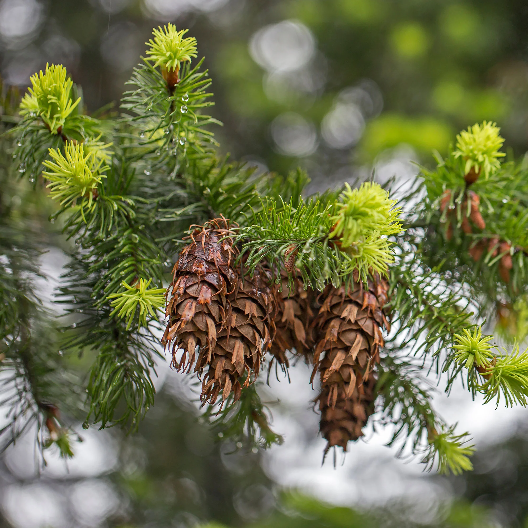 Sapin de Douglas - Image 6