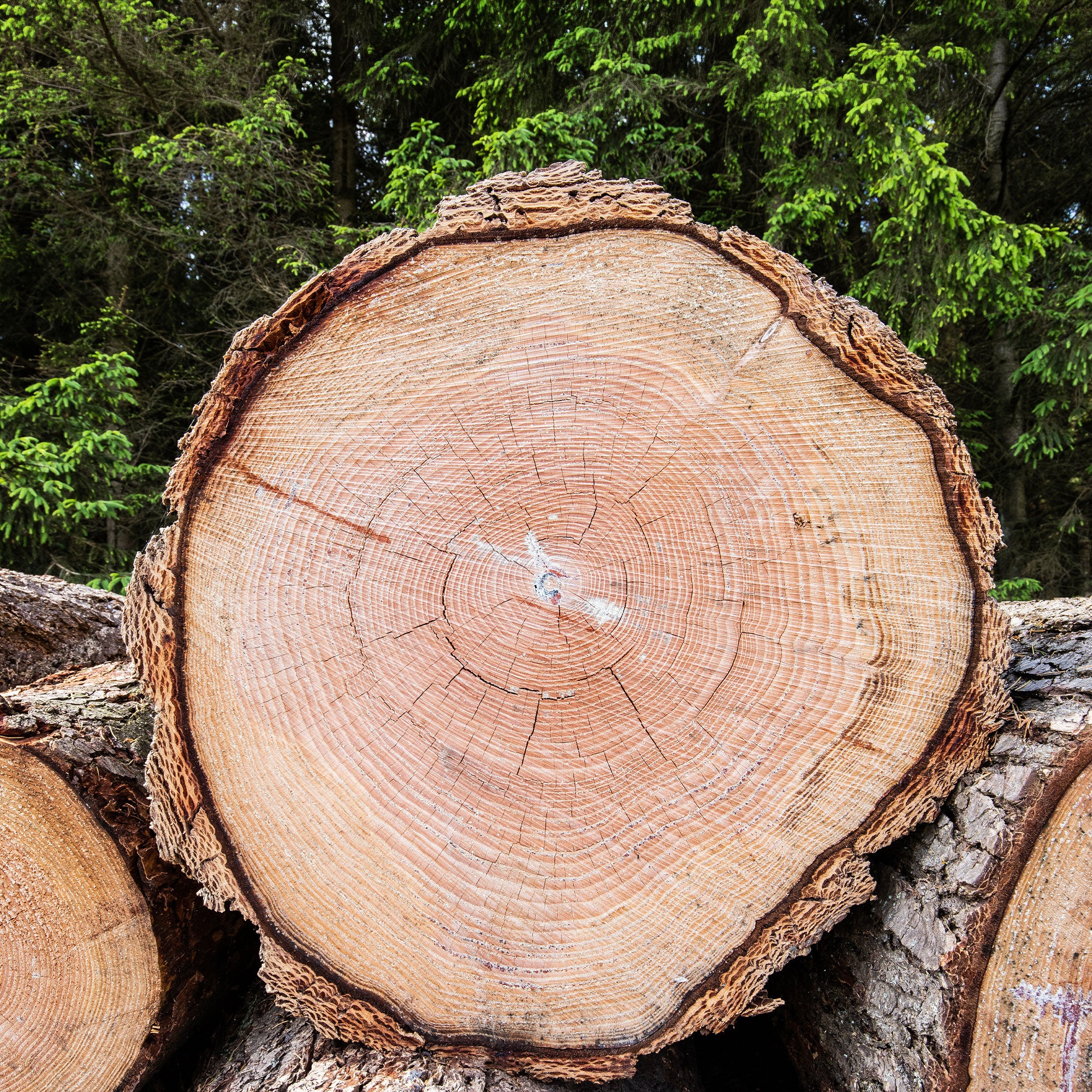 Sapin de Douglas - Image 7