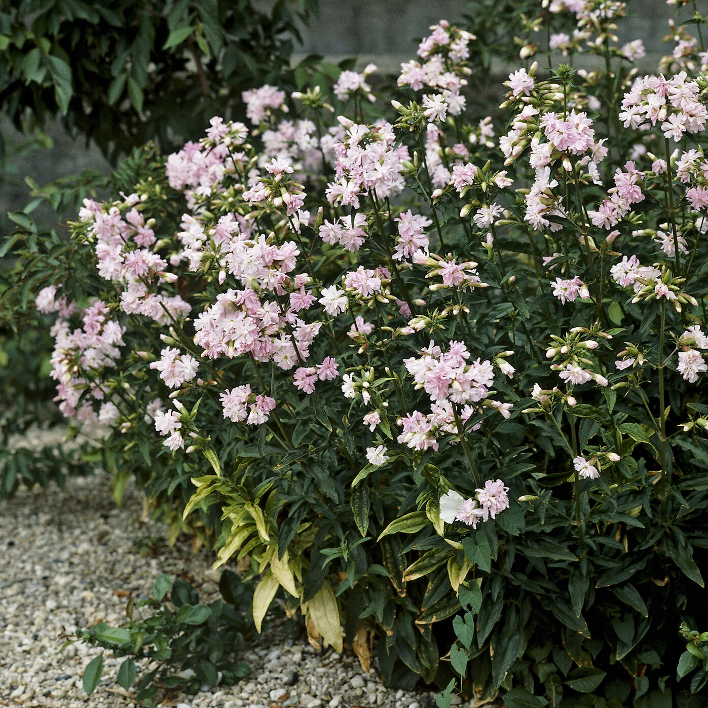 Saponaire officinale rose - Image 2