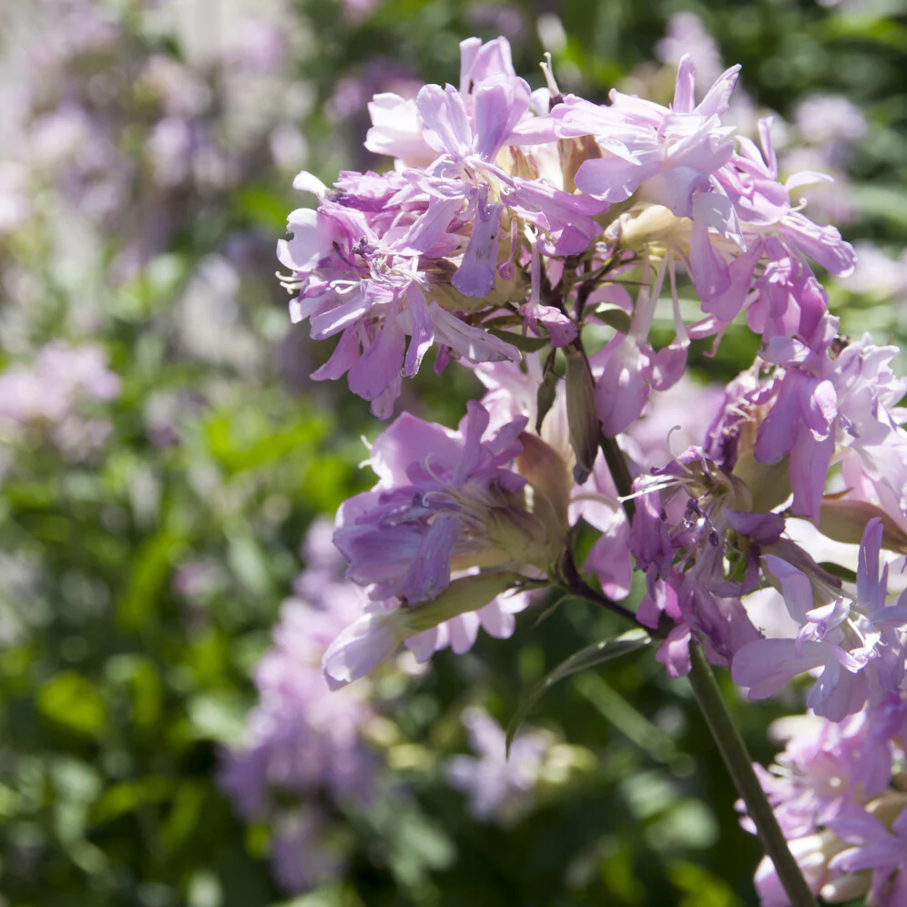 Saponaire officinale rose - Image 3
