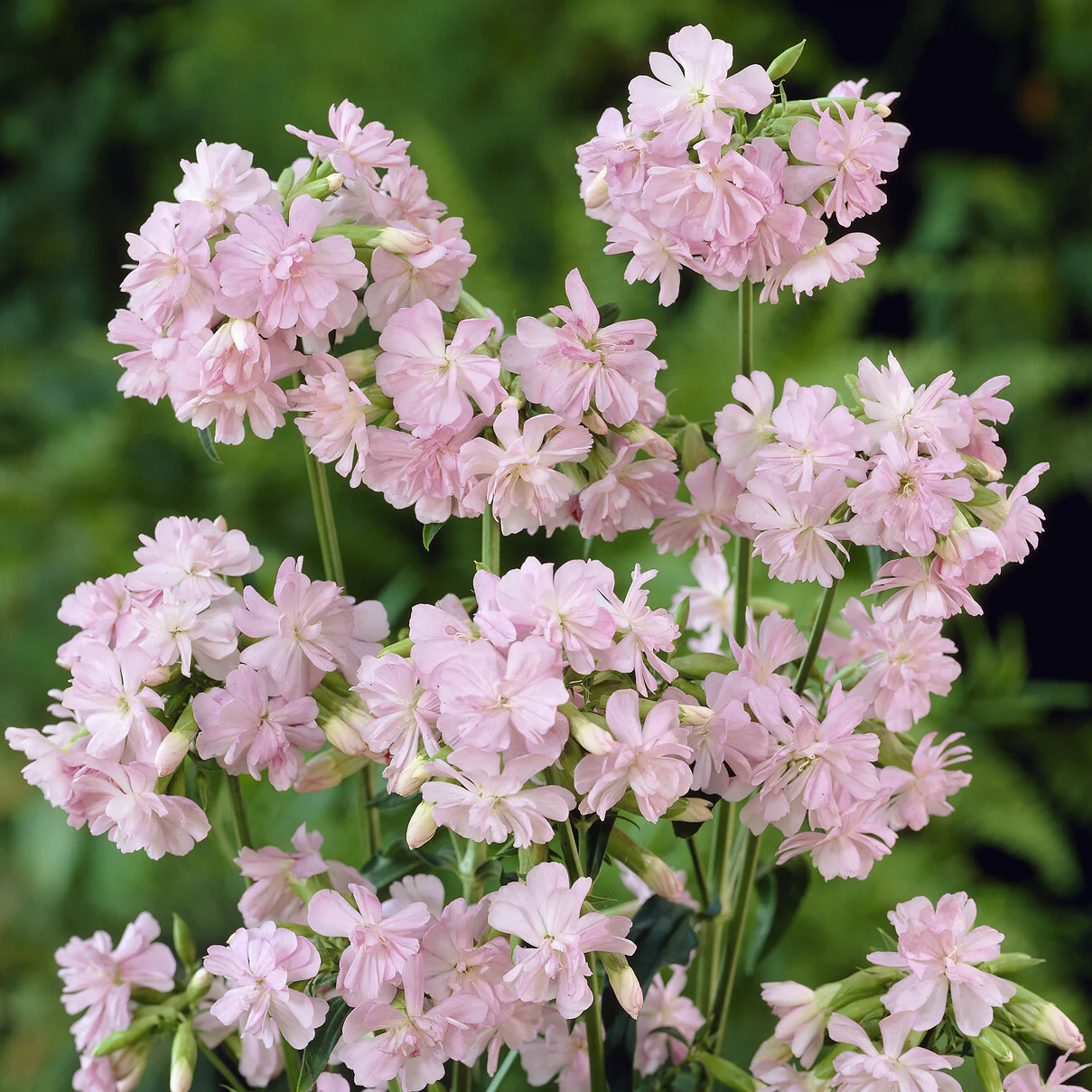 Saponaire officinale rose - Image 4