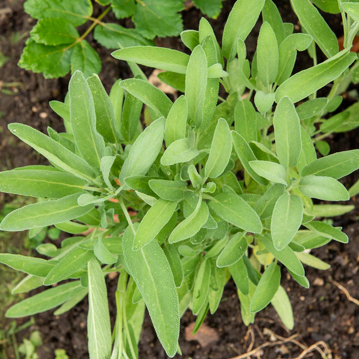 Sauge à feuilles de lavande - Image 2
