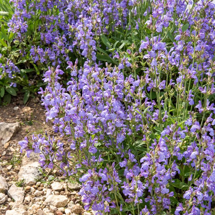 Sauge à feuilles de lavande - Image 3