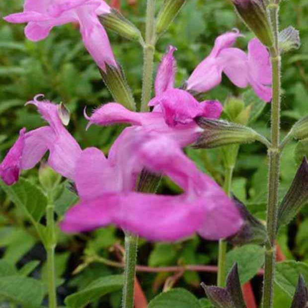 Sauge arbustive Pink Beauty - Image 2