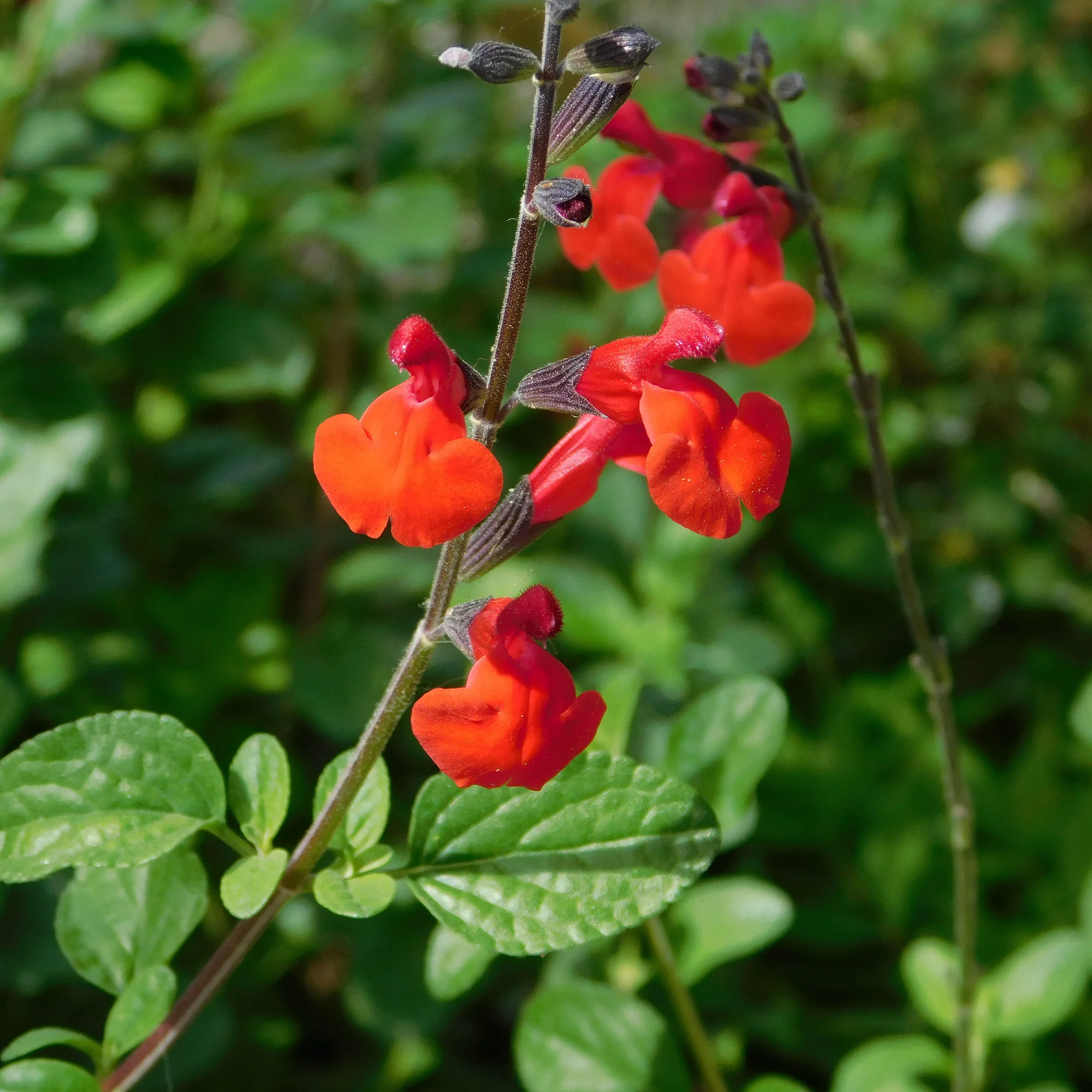 Sauge arbustive Royal Bumble