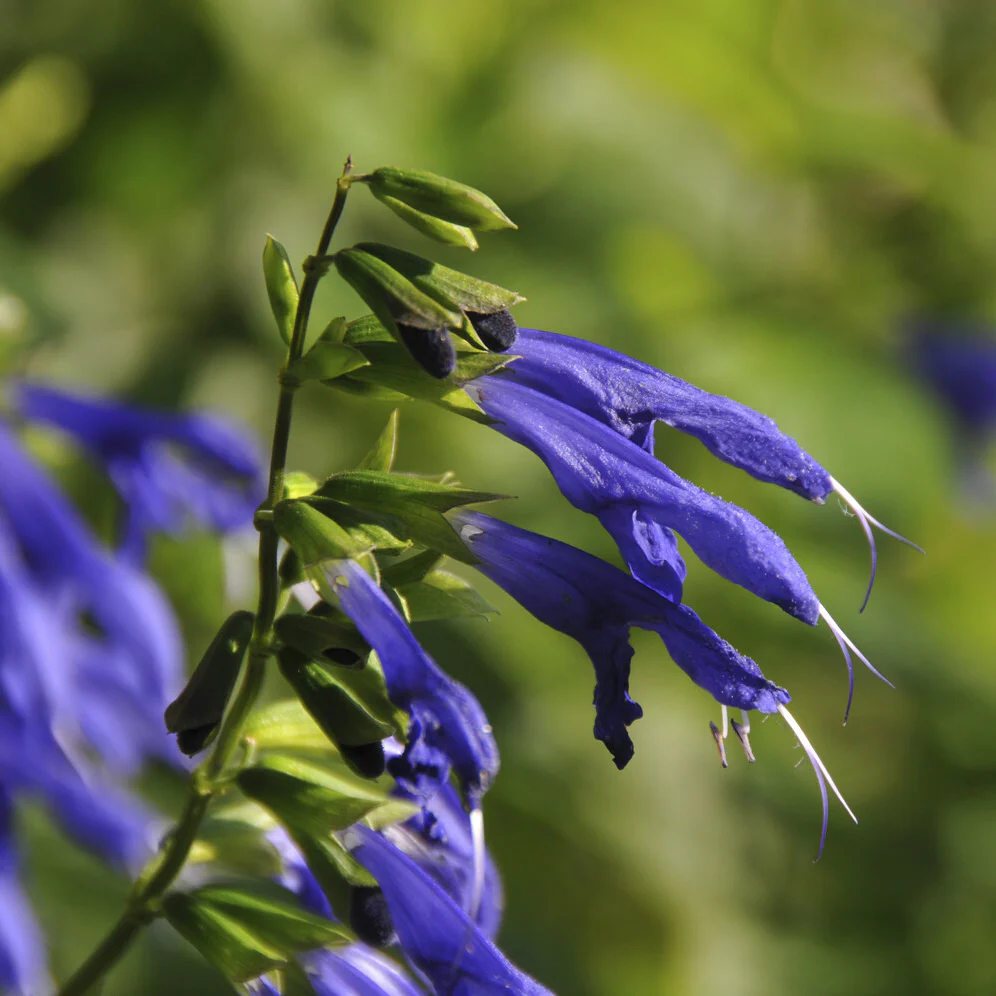 Sauge Blue Enigma - Image 2