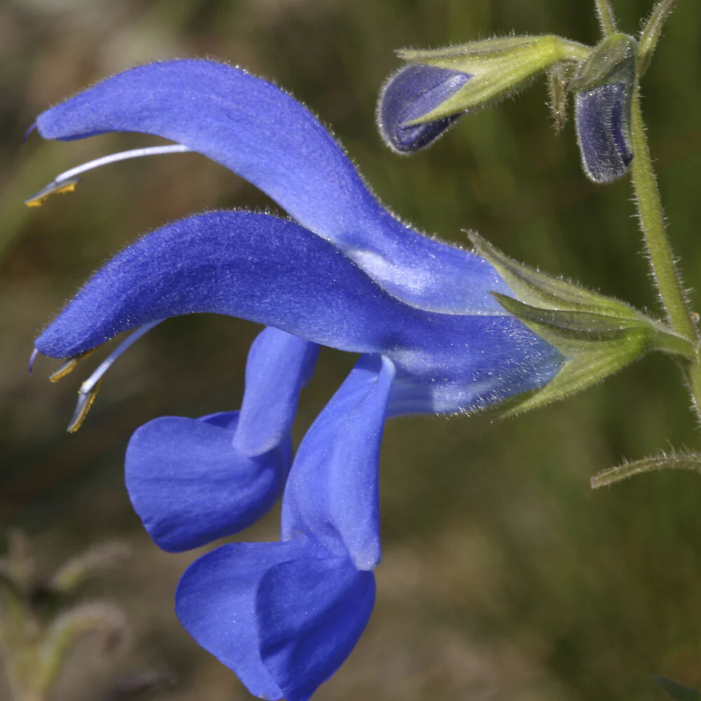 Sauge Blue Enigma - Image 3