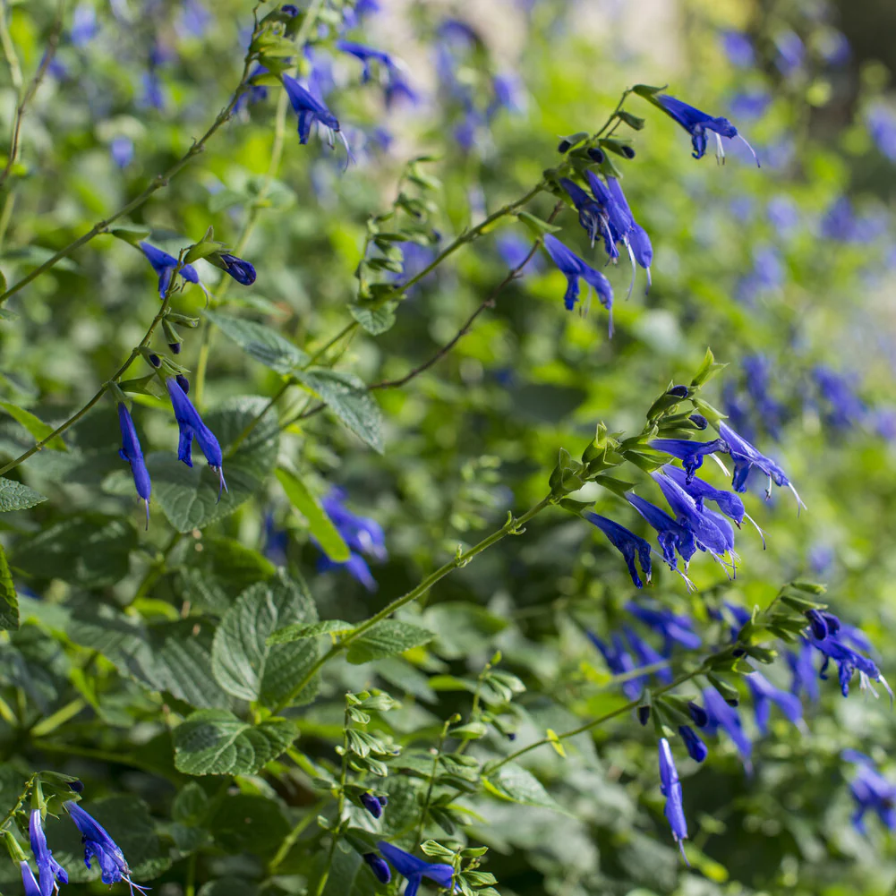Sauge Blue Enigma - Image 4
