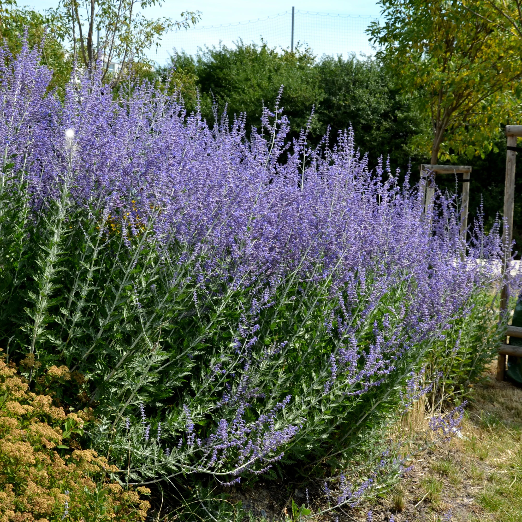 Sauge d'Afghanistan 'Blue Spire' - Image 3