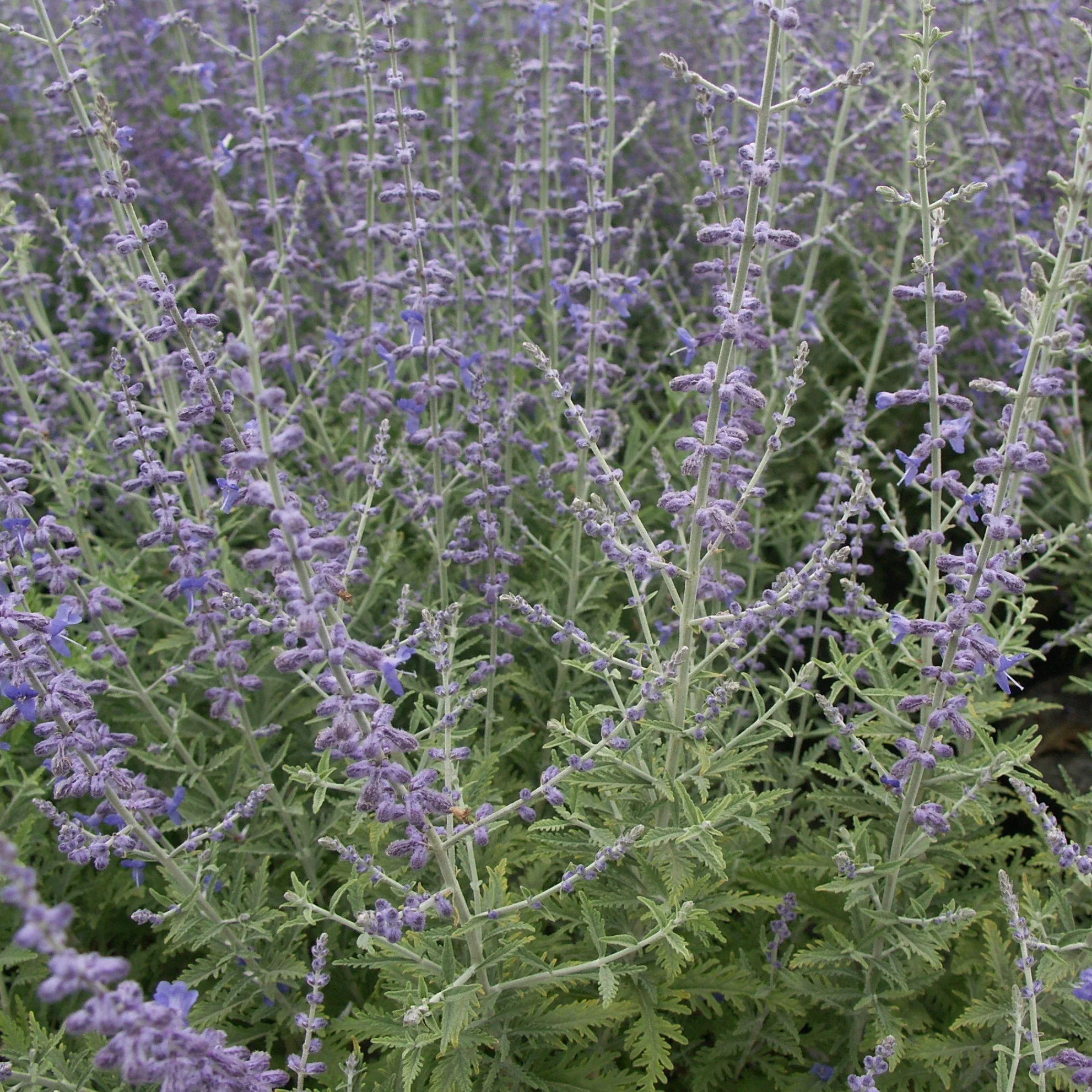Sauge d'Afghanistan 'Blue Spire' - Image 4