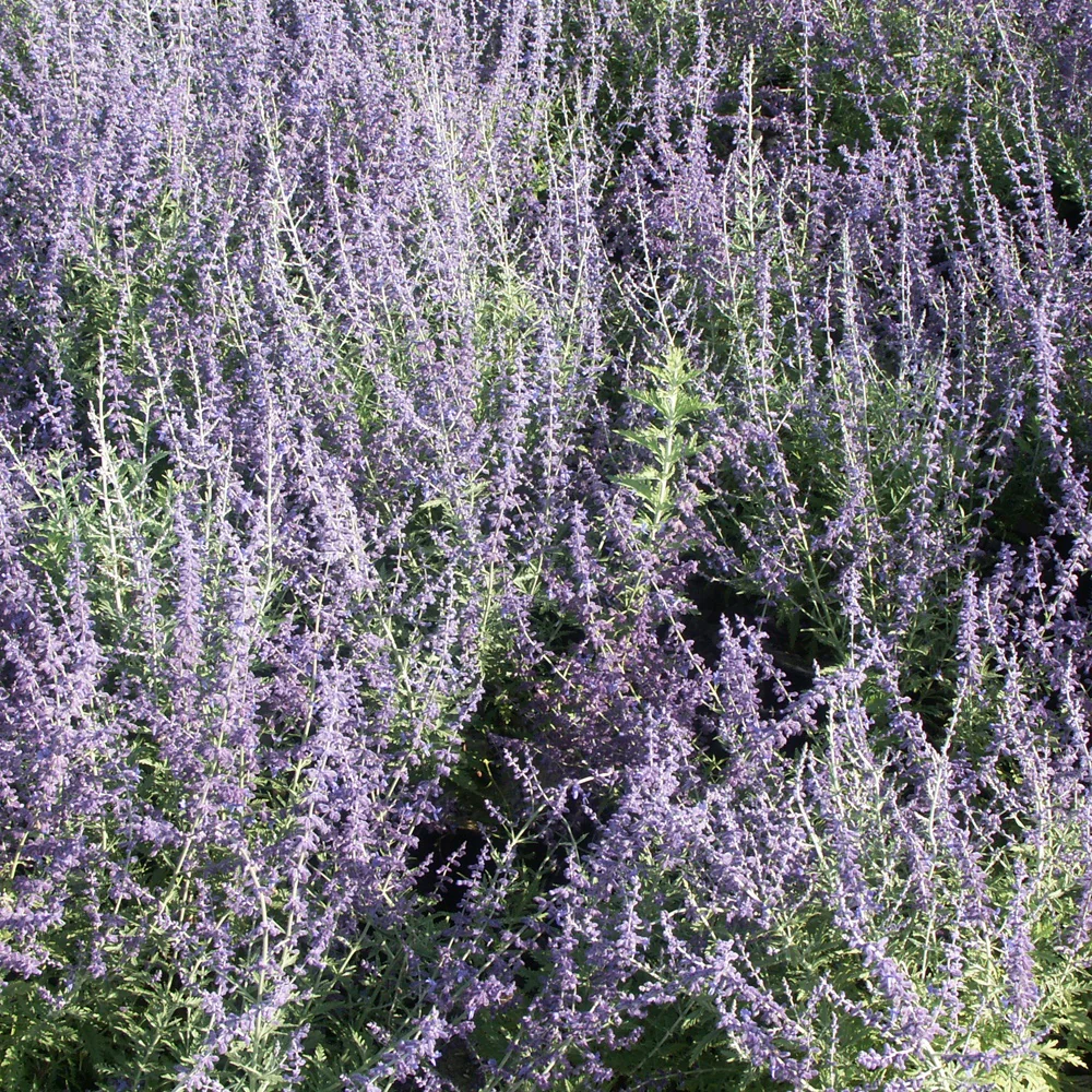 Sauge d'Afghanistan 'Blue Spire' - Image 5