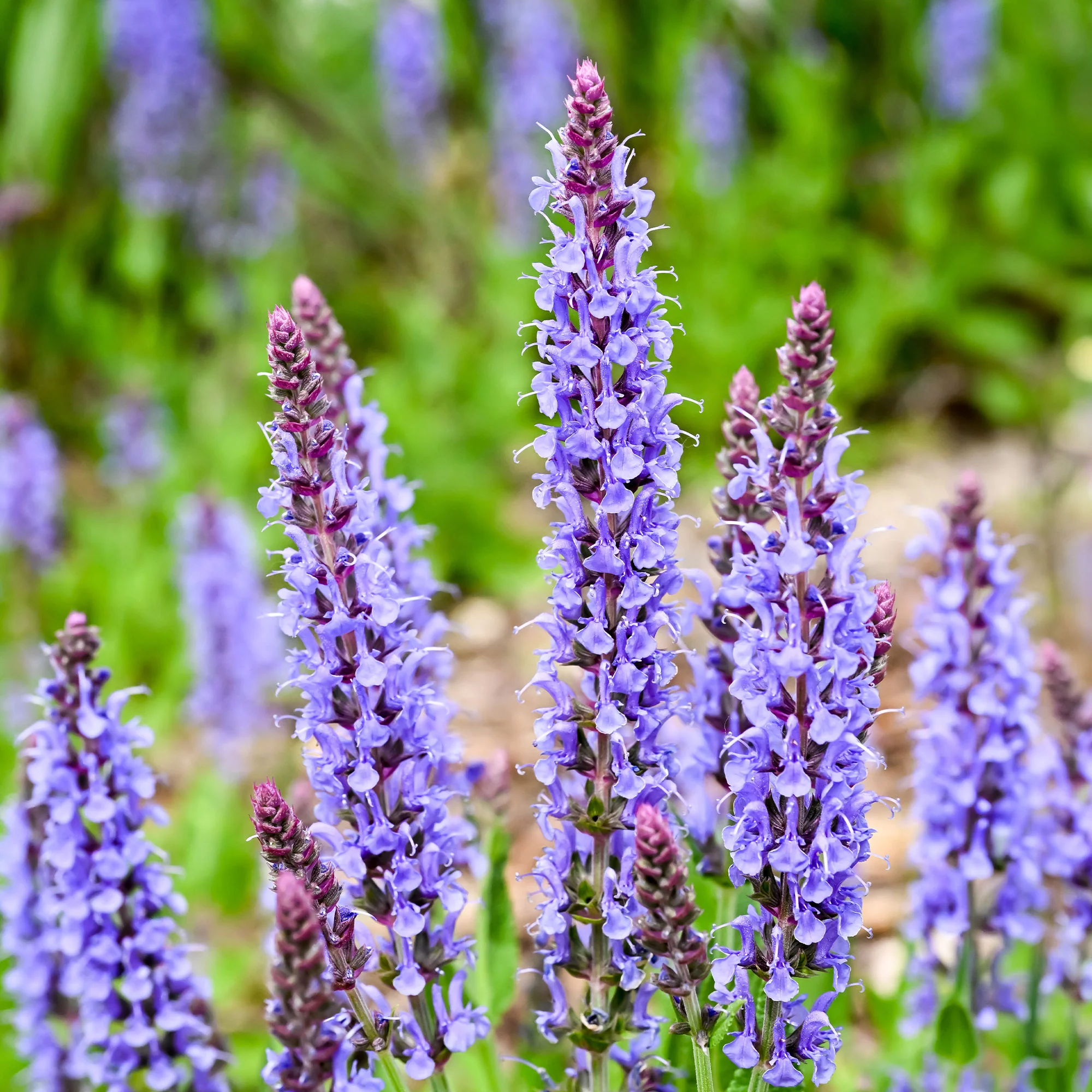 Sauge des bois Blauhügel