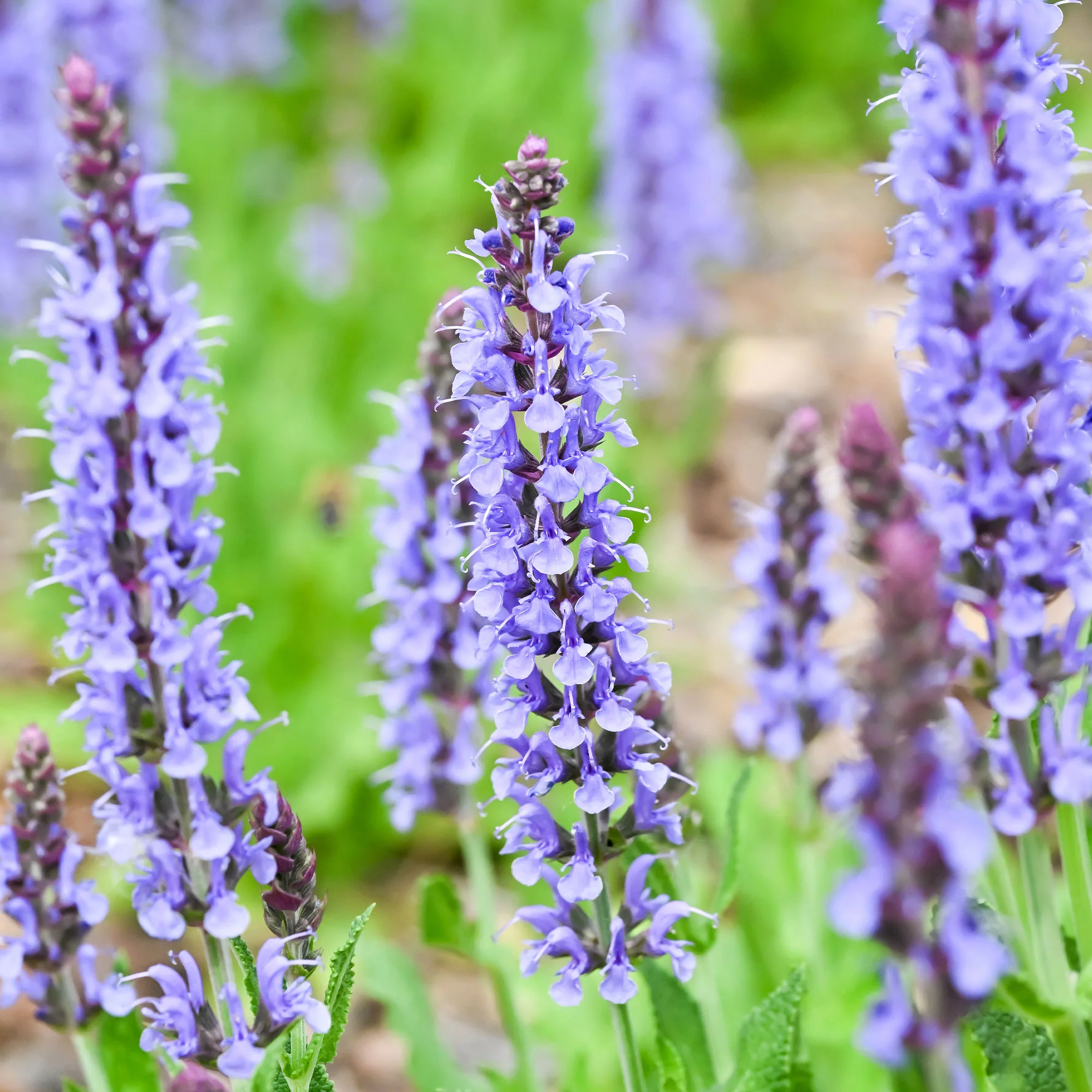 Sauge des bois Blauhügel - Image 2